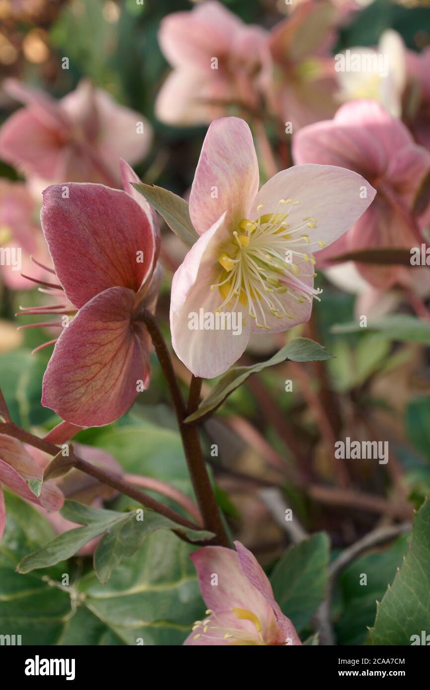 Helleborus x ballardiae coseh 810 Fotos und Bildmaterial in hoher