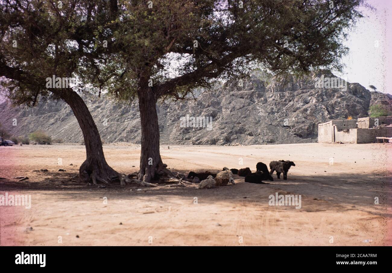 Archivbild: Das Sultanat Oman 1979, sieben Jahre nach der Machtübernahmen des Sultans Qaboos und der Modernisierung des Landes. Dies war noch eine Zeit, als der Tourismus in das Land in den Kinderschuhen steckte. Bild: Viehschatten unter einem Baum in der Nähe eines sonnengebackenen Bauernhauses mit fernen felsigen Bergen. Quelle: Malcolm Park Stockfoto