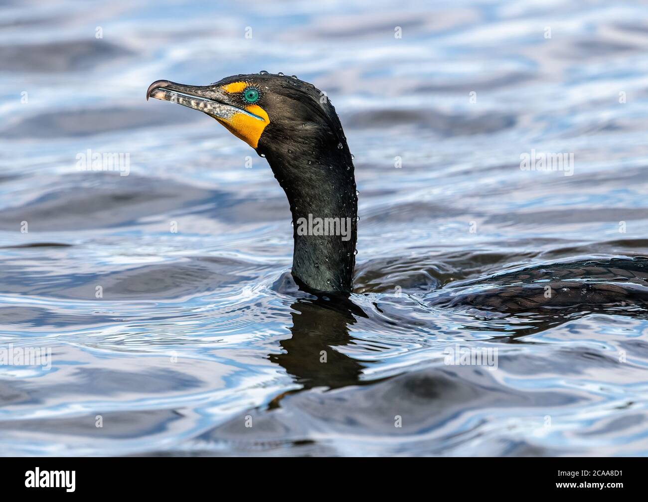 Eine Nahaufnahme eines Kormorans mit doppelter Haubenhöhe, der bei einem Tauchgang mit Wassertröpfchen auf Kopf und Hals wieder auftaucht. Stockfoto