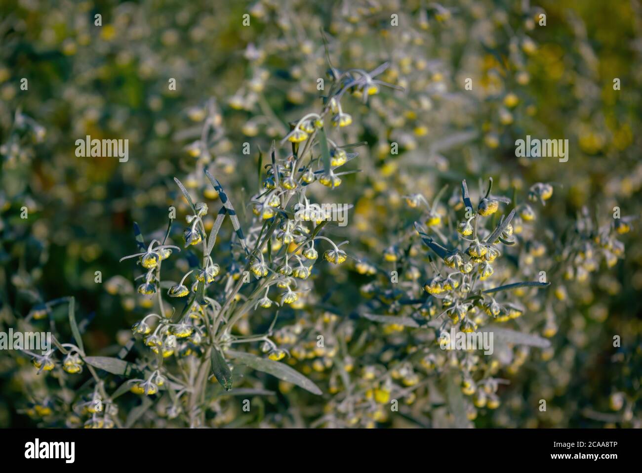 Wermut Artemisia Absinthium im Garten. Wermutbetrieb für pflanzliche Arzneimittel verwendet. Stockfoto