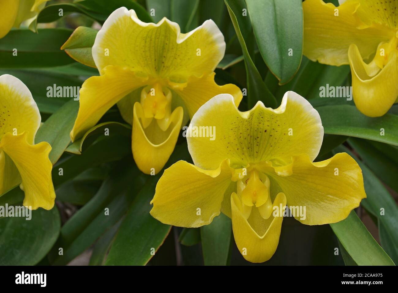 Gelber Venusschleifer (Paphiopedilum) Stockfoto