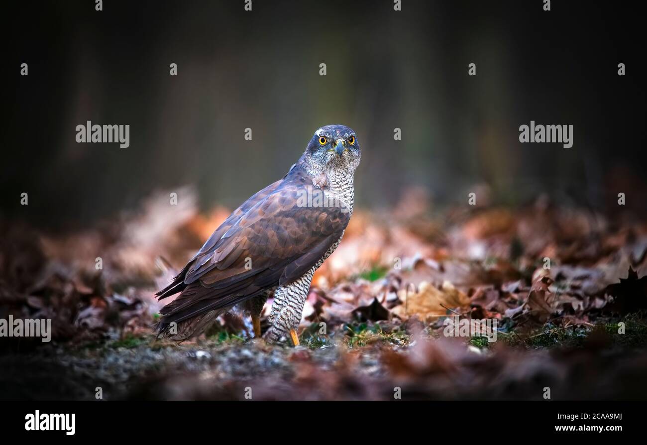 nördlicher Habicht, der im Wald auf trockenen Blättern sitzt, das beste Foto. Stockfoto