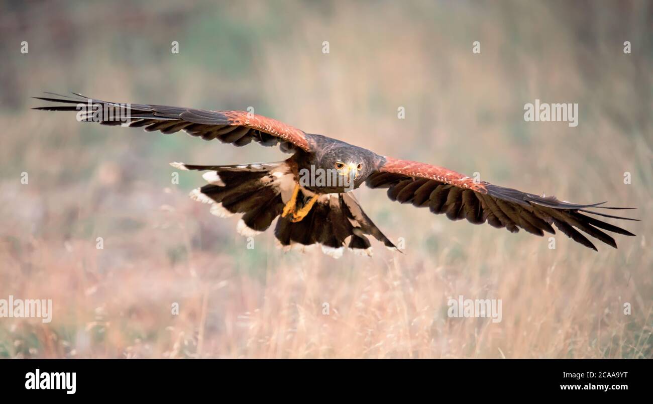 Harris Hawk, Parabuteo unicinctus im Flug. Tierwelt Tierszene aus der Natur. Fliegender Greifvogel. Wildlife-Szene aus der Natur. Das beste Foto. Stockfoto