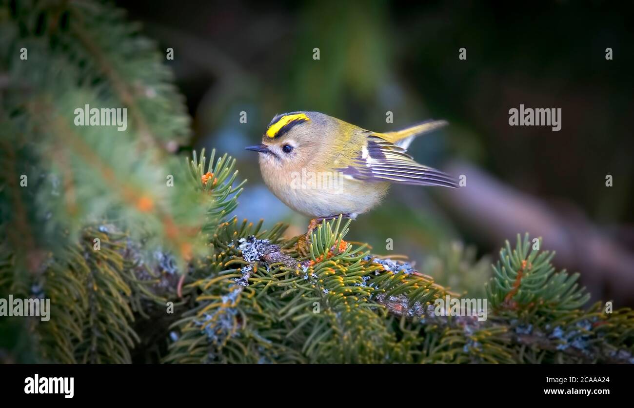 Sehr Kleiner Zu Den Finken Gehörender Singvogel