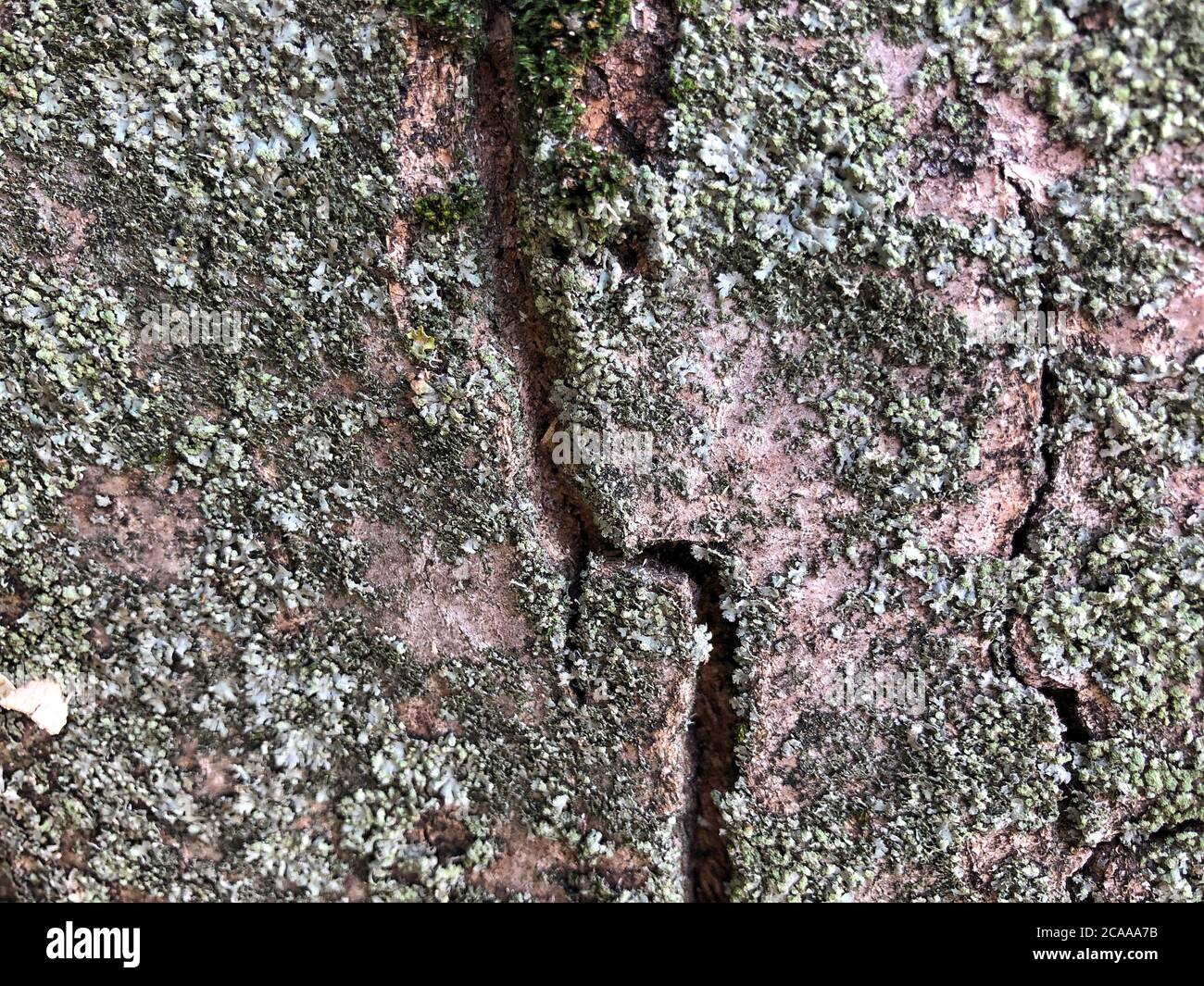 Abstrakt strukturierte Holz Hintergrund Stockfoto