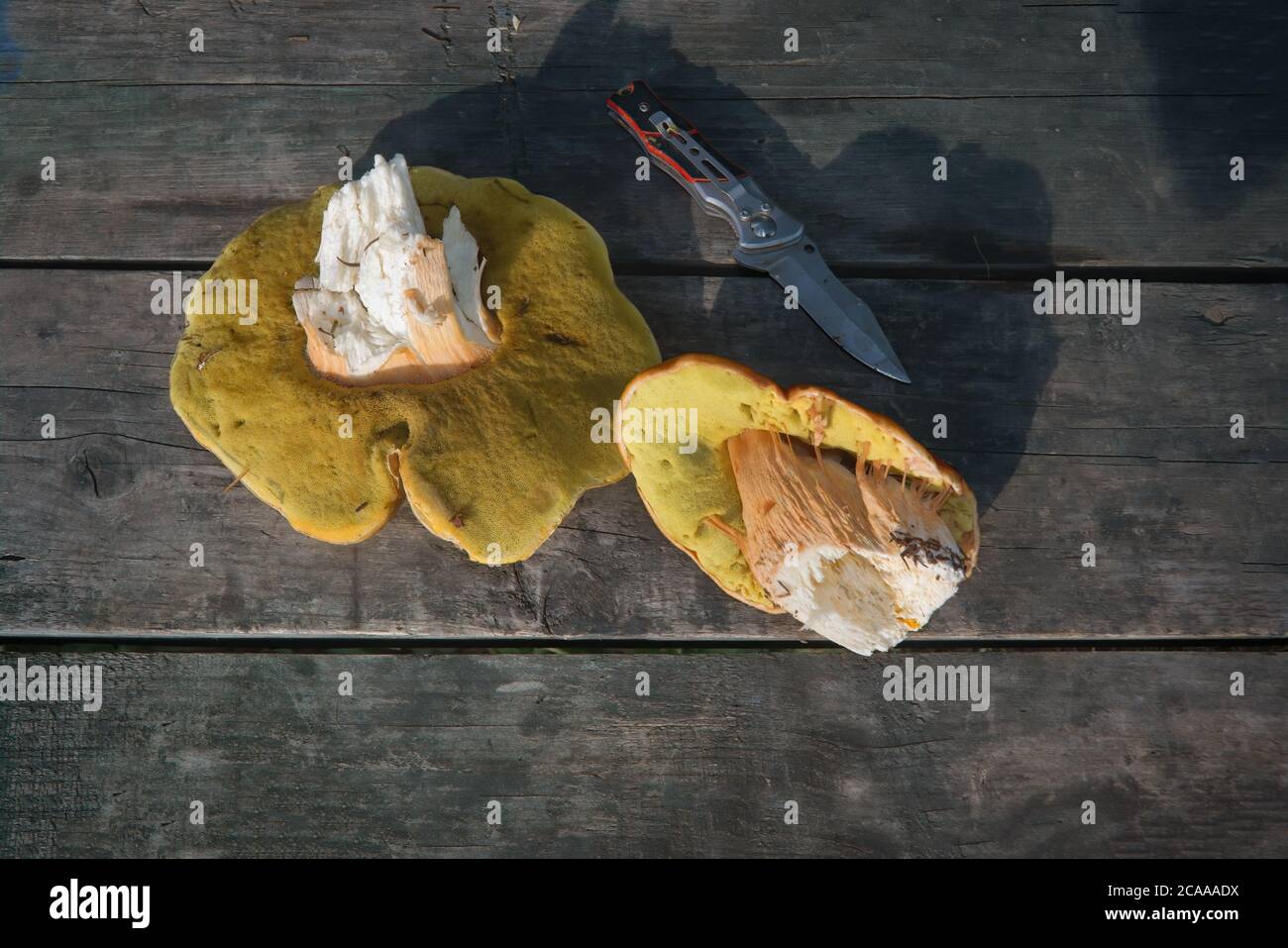 Boletus edulis Pilze auf alten hölzernen Hintergrund.Herbst Cep Pilze.Gourmet-Essen. Stockfoto