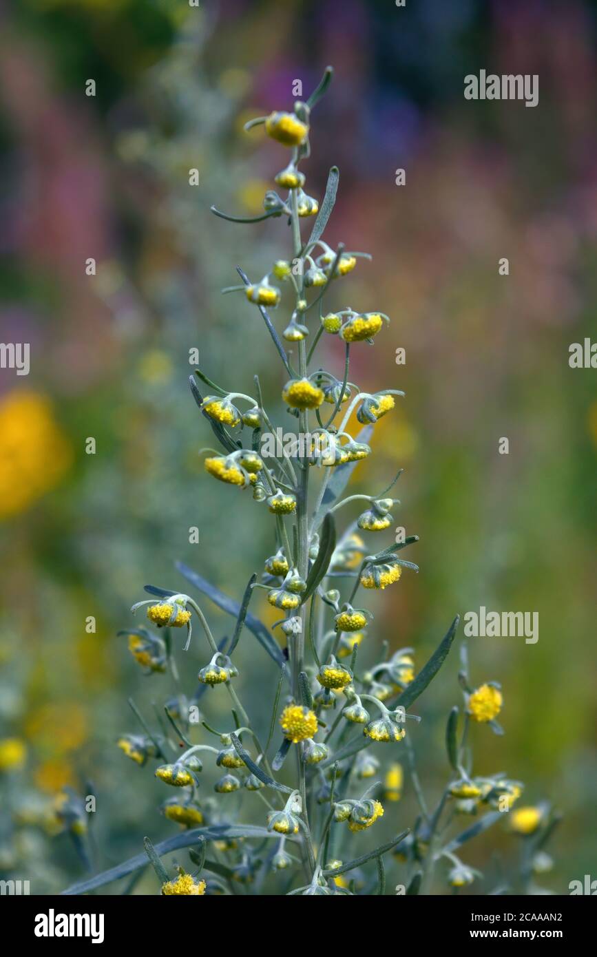 Wermut Artemisia Absinthium im Garten. Wermutbetrieb für pflanzliche Arzneimittel verwendet. Stockfoto