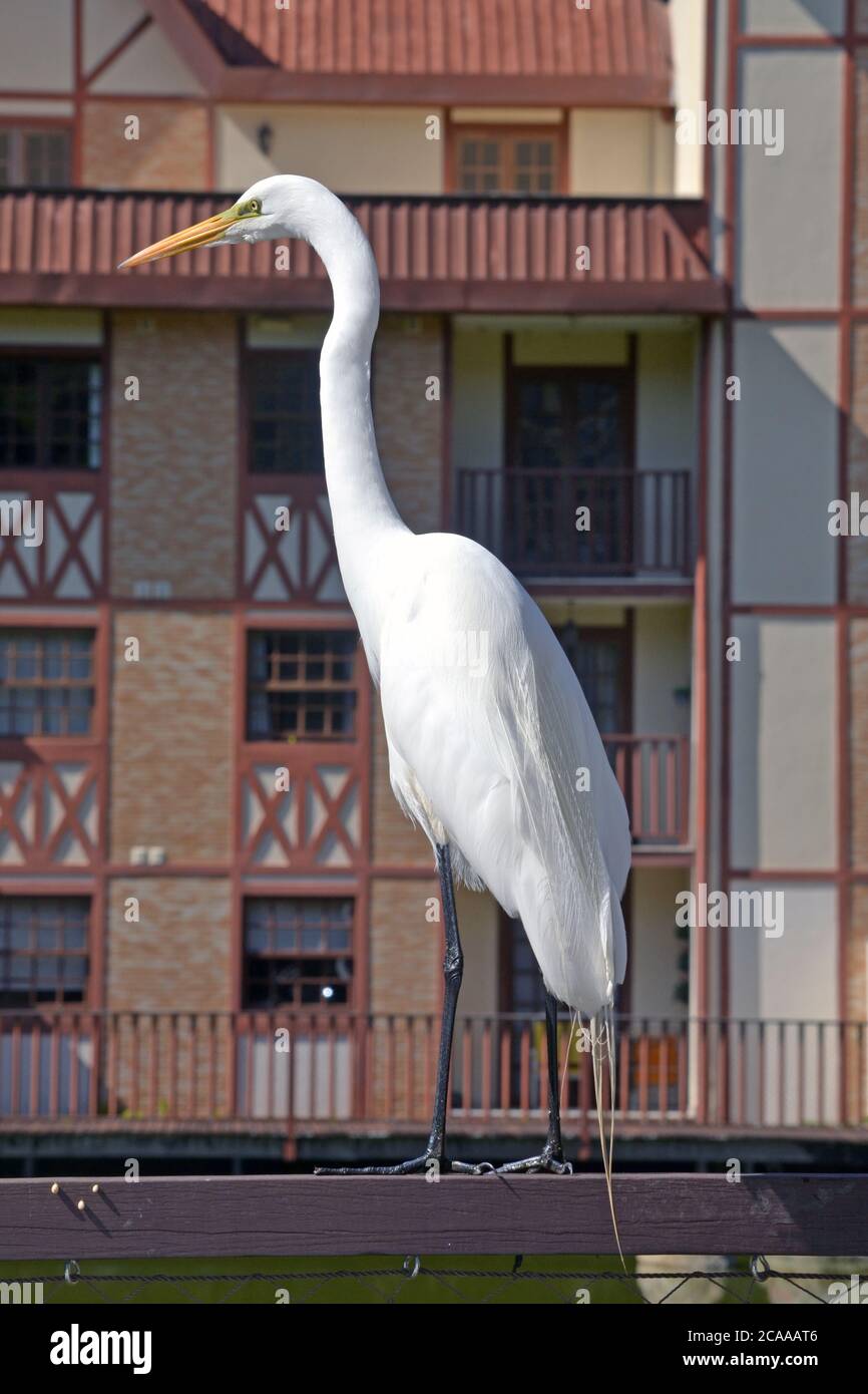 Weißer Reiher auf dem Balkon Stockfoto