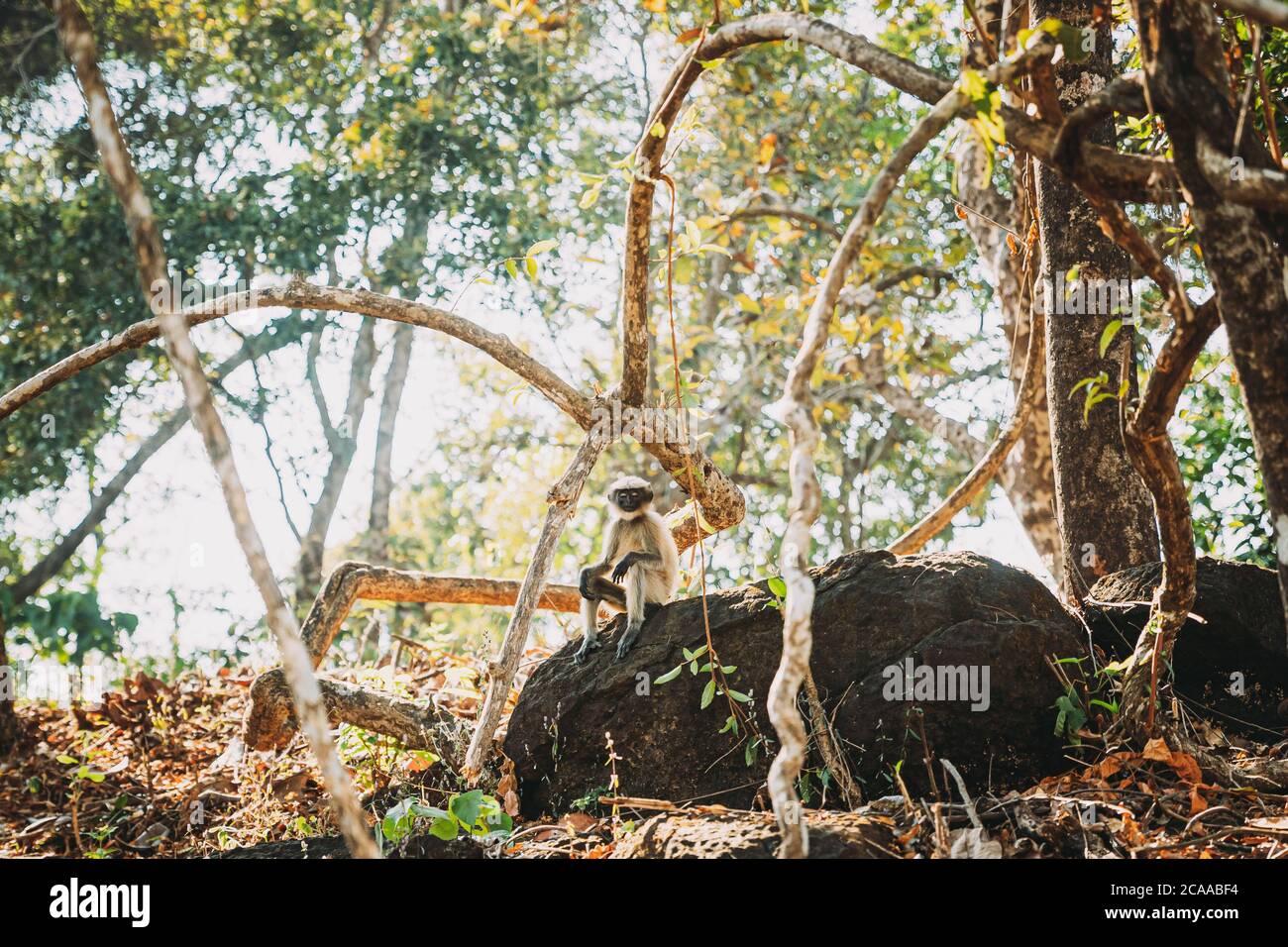 Goa, Indien. Lustige Graue Langur Affen Mit Geschlossenen Augen Entspannen Auf Stein Sitzen Im Dschungel Wald Stockfoto