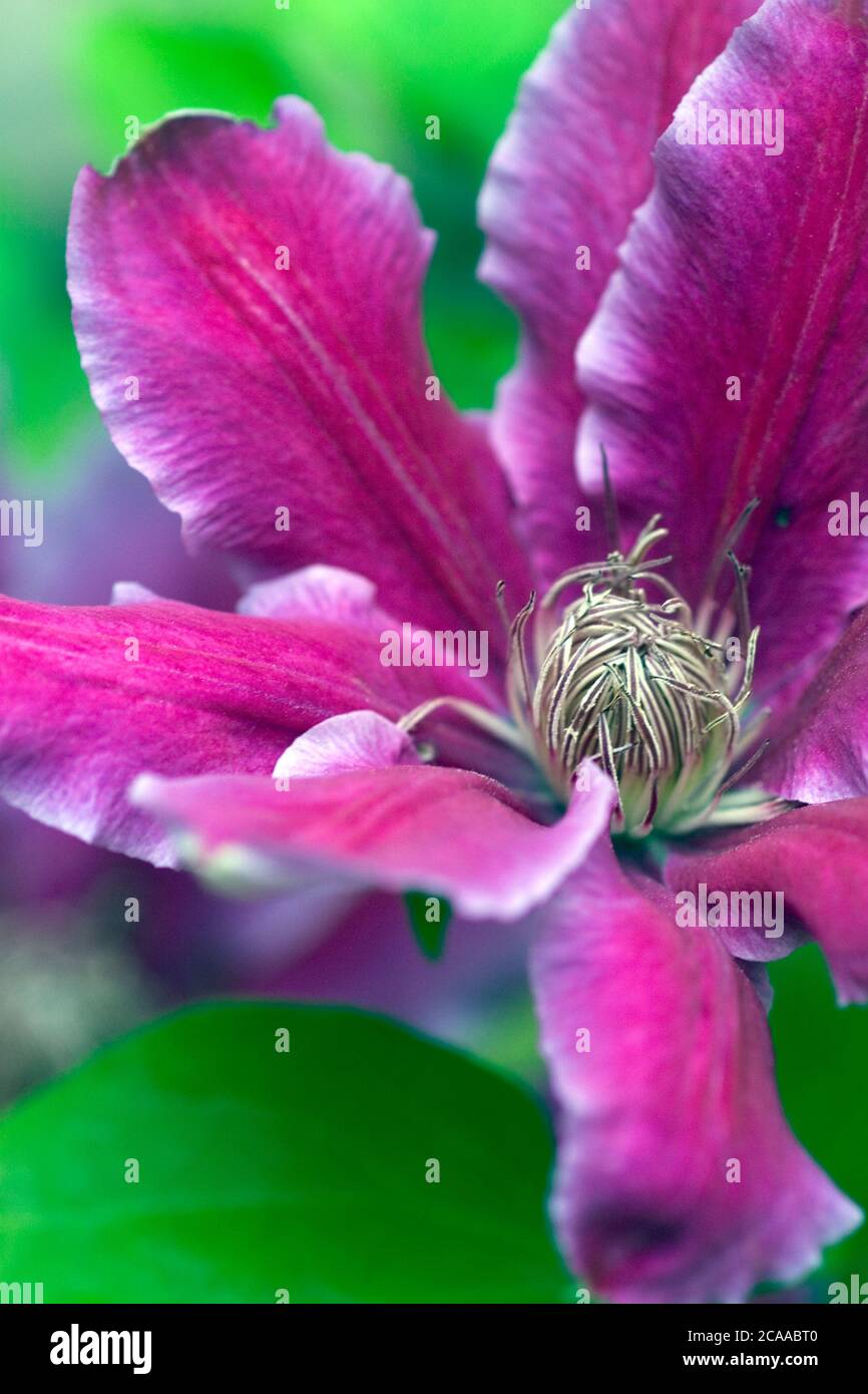 Pinkfarbenes Blütenblatt von 'Bees Jubilee' Clematis Kletterpflanze Stockfoto