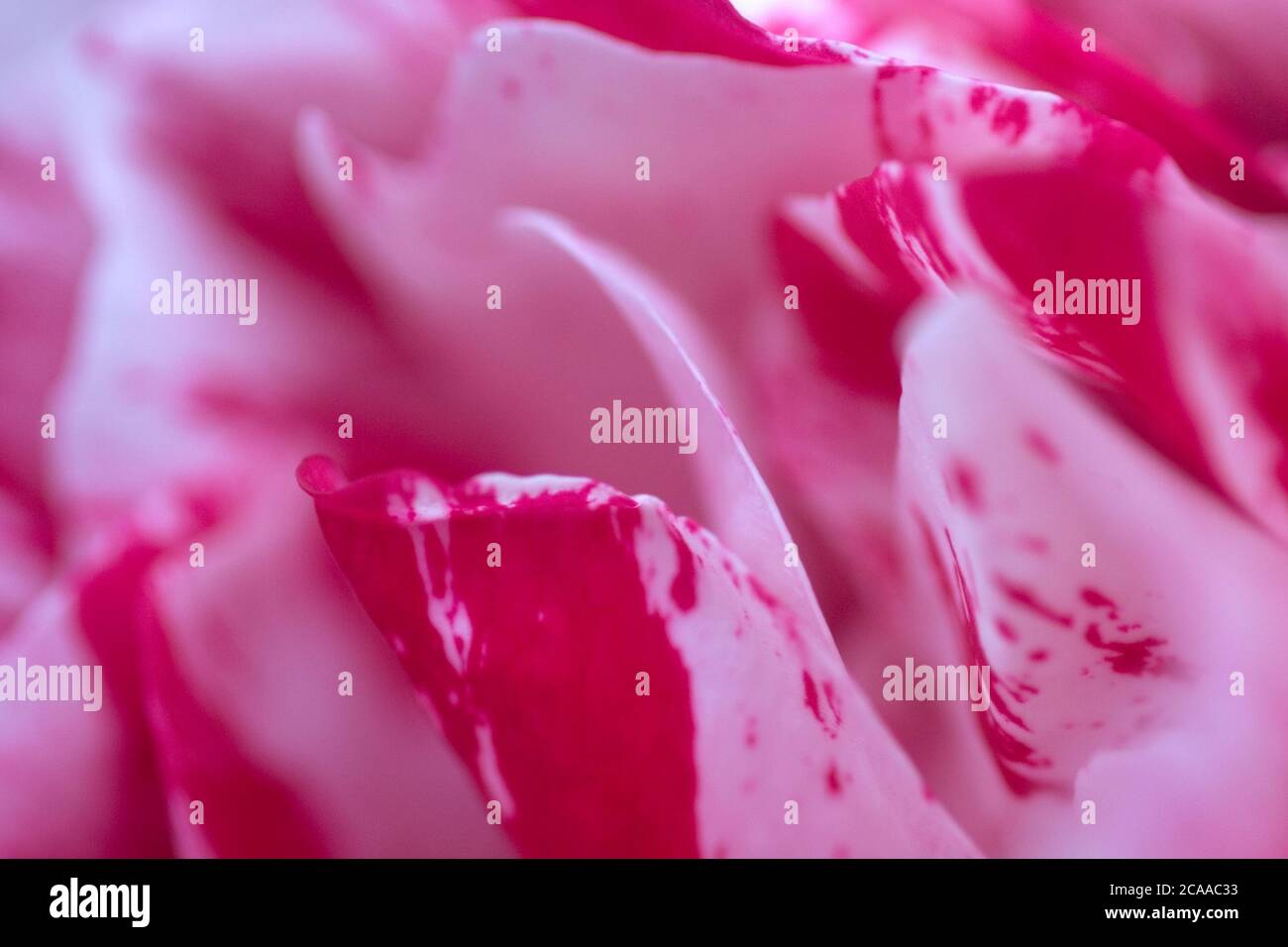 Schöne gestreifte Blütenblätter von Scentimental floribunda Rosenbusch zeigt rosa Und weiße Farbdetails Stockfoto
