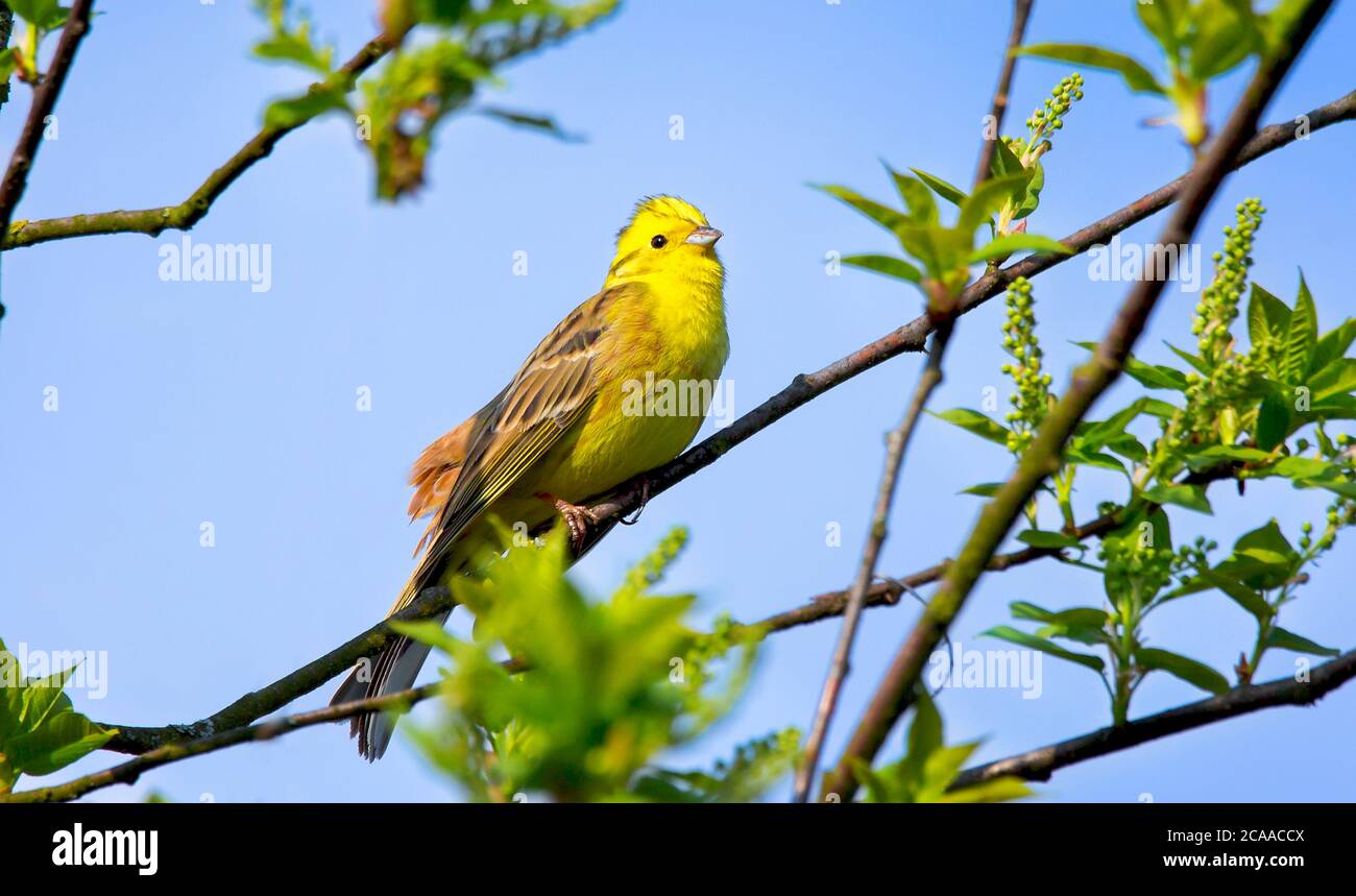 Der Gelbhammer Emberiza citrinella ist ein Singvogel aus der Familie der Ammerer, der in Eurasien beheimatet ist. Das beste Foto. Stockfoto