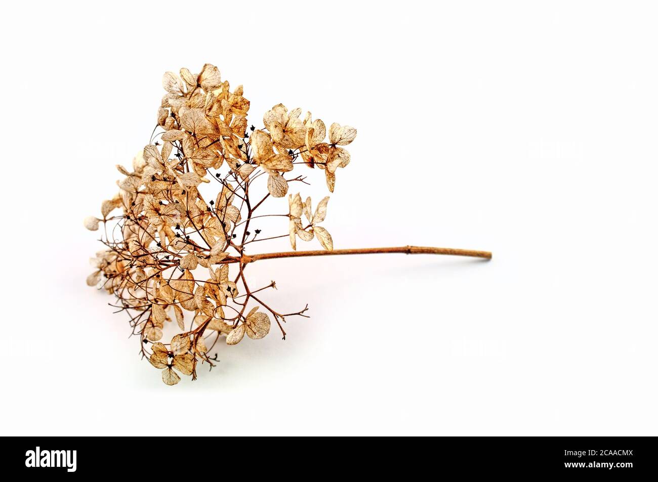 Getrocknete gelbe Blütenstände von Achillea millefolium oder Hortensien, isoliert vor weißem Hintergrund. Die Saatköpfe bilden einen Rahmen. Stockfoto