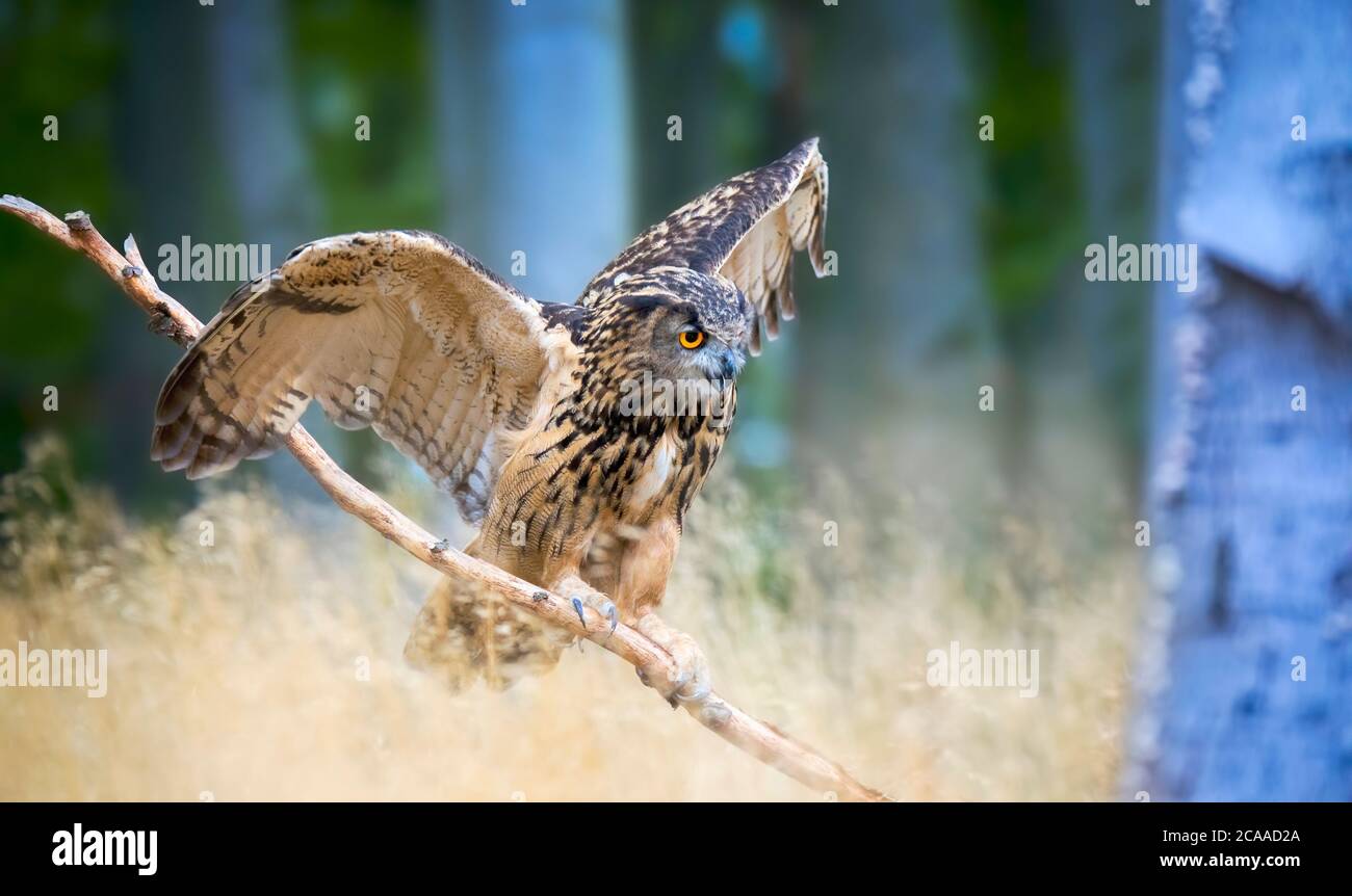 Eurasian Eagle Owl Bubo Bubo sitzt auf einem Zweig im Wald und hat Flügel ausgebreitet, Tierwelt Foto, das beste Foto. Stockfoto