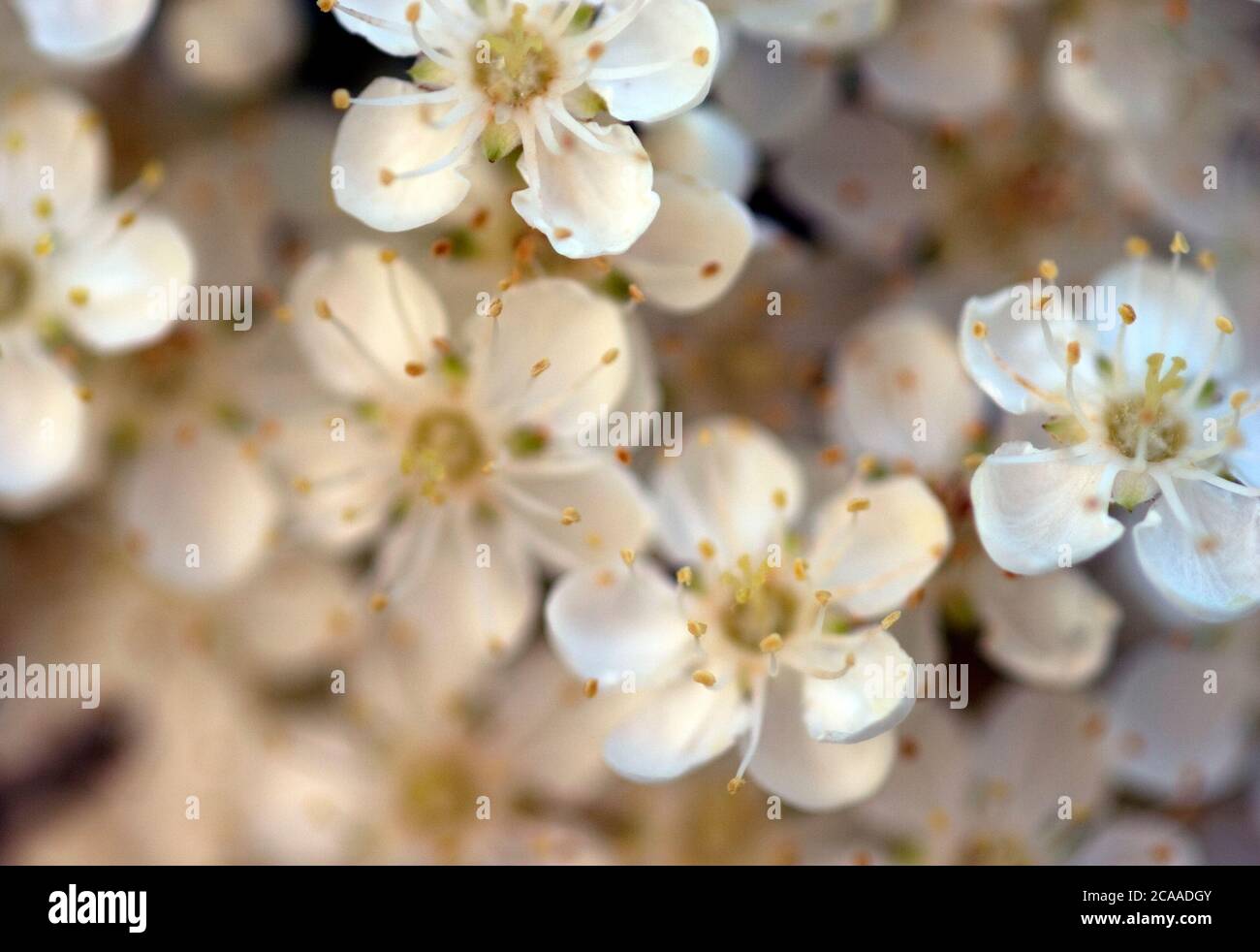 Nahaufnahme Detail der reichlich weißen Blüten auf pyramicantha Hecke Im Juni Stockfoto