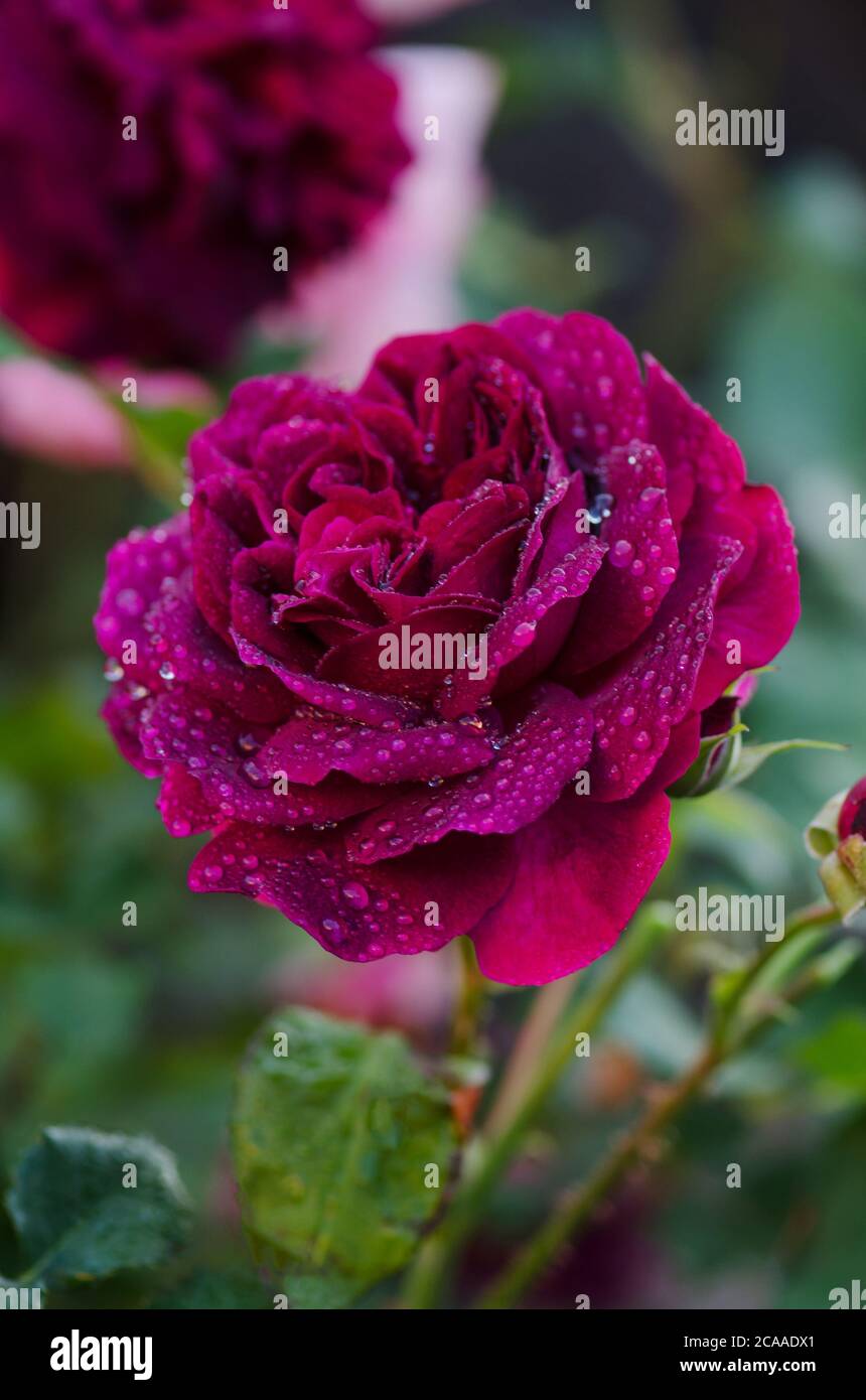 Lila Rose auf dem Zweig im Garten. Munstead Holzrosen im Garten. Englisch Rose Munstead Wood Stockfoto