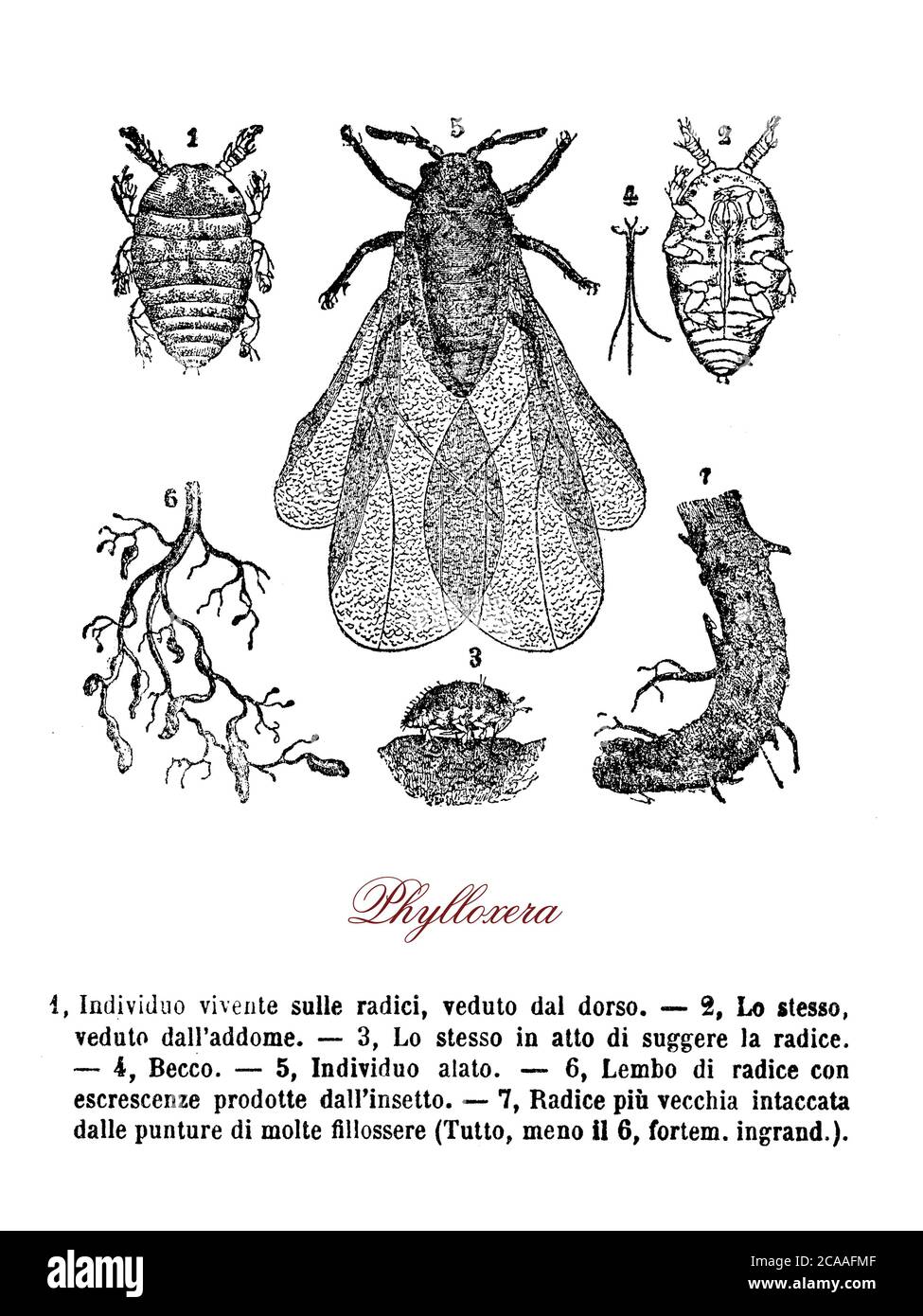 Traubenphylloxera, ein Insekt im Zusammenhang mit Blattläusen, ein Schädlingsbefall von Weinbergen und Weintrauben, die durch Hybridisierung und Pfropfen geschützt werden können Stockfoto