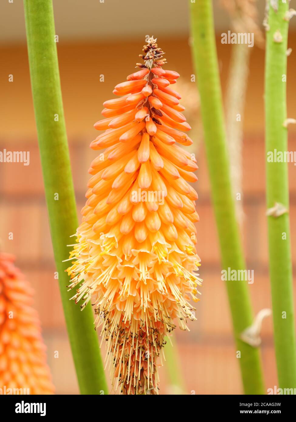 Blühender feuriger Messerfia. Eine Nahaufnahme Blume. Gelbe Blütenstände. Stockfoto