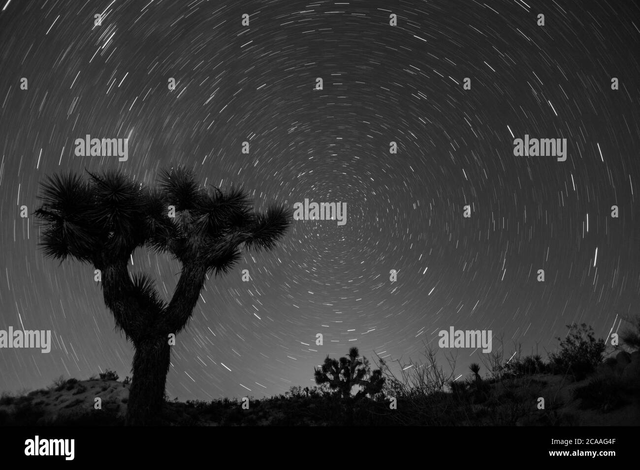Joshua Tree mit Sternspuren in der kalifornischen Mojave-Wüste. Stockfoto