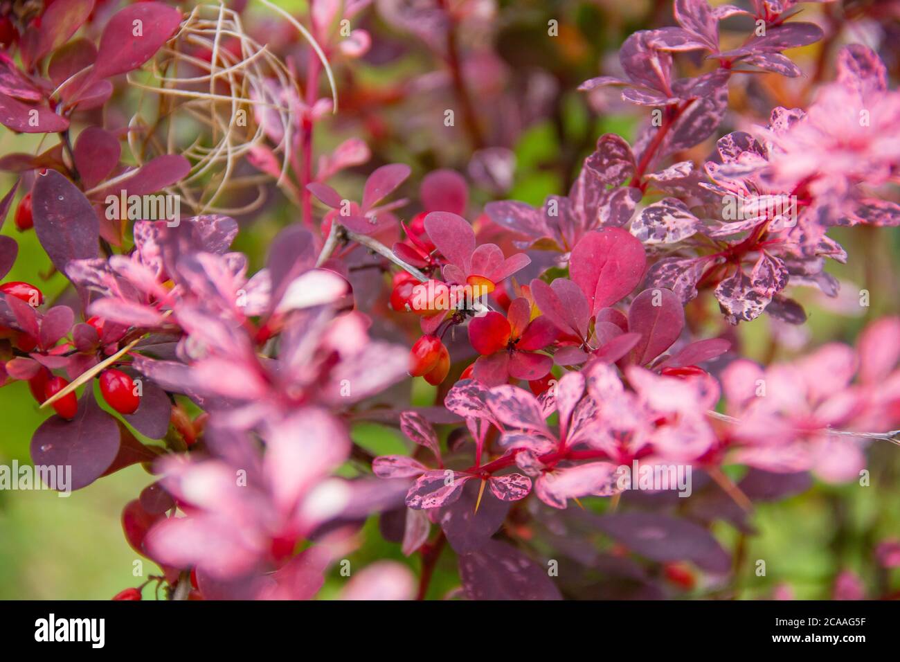 Schöner Berberbeerbusch mit dichtem roten Laub, aus nächster Nähe. Roter dekorativer Busch im botanischen Garten, wachsende Pflanzen.Berberbeersträucher mit roten Blättern Stockfoto