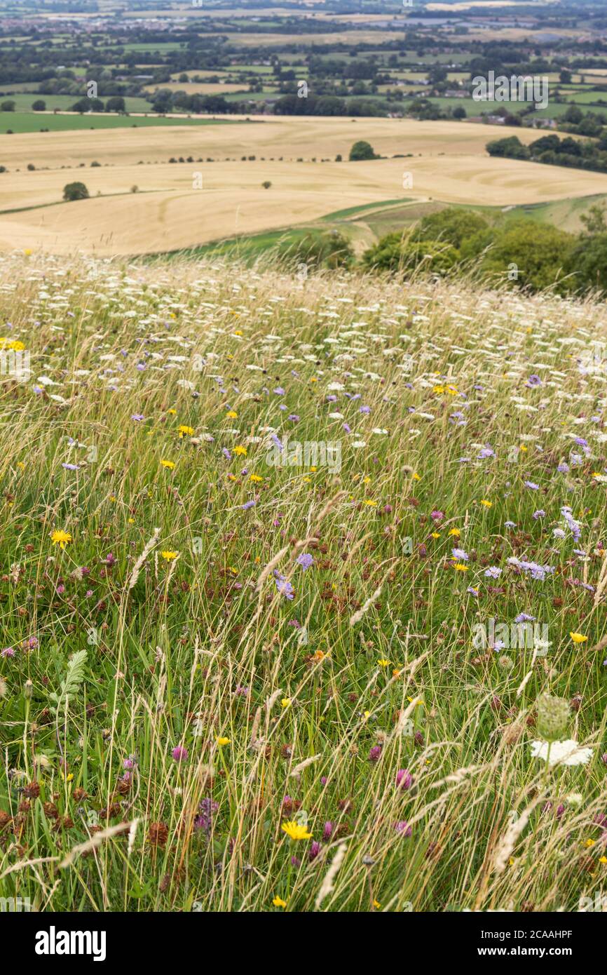 Wilde Blumen auf Morgans Hill mit Blick auf die Landschaft von Wiltshire, England, Großbritannien Stockfoto