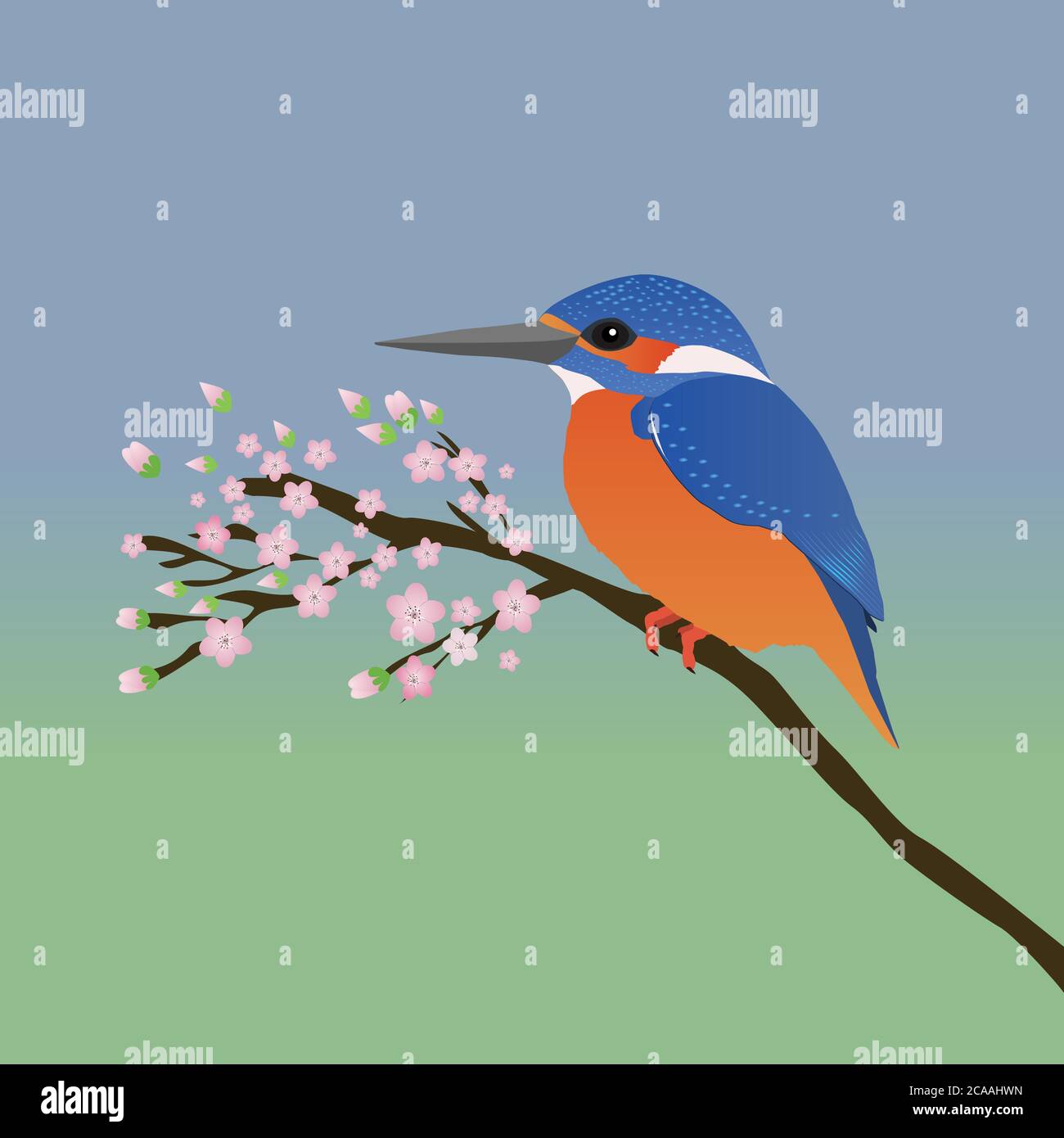 Eine digitale Vektorzeichnung eines Eisvogel. Der Eisvogel sitzt ruhig auf einem Ast mit rosa Blüten.der Hintergrund ist ein blaugrüner Farbverlauf Stock Vektor