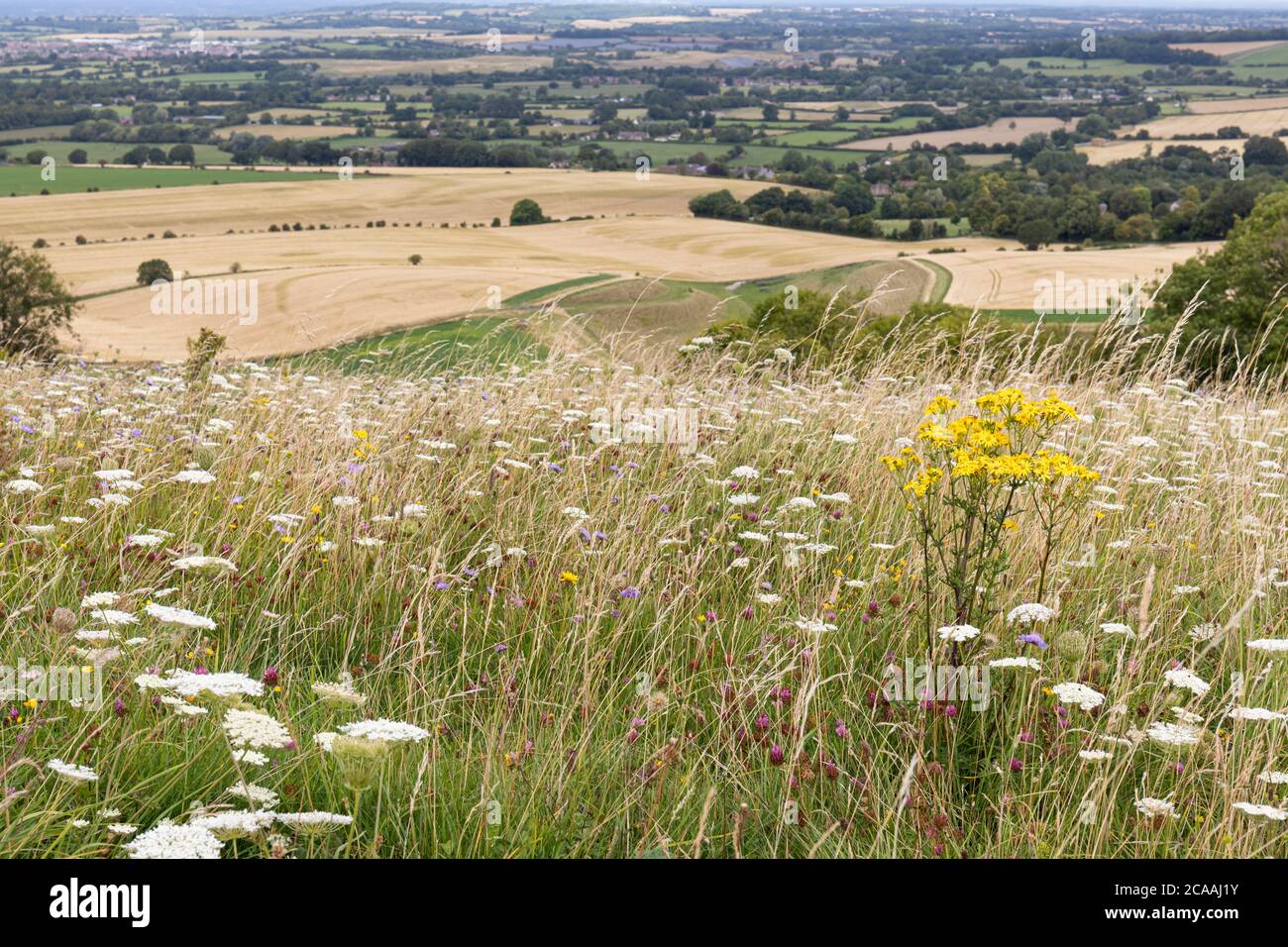 Wilde Blumen auf Morgans Hill mit Blick auf die Landschaft von Wiltshire, England, Großbritannien Stockfoto