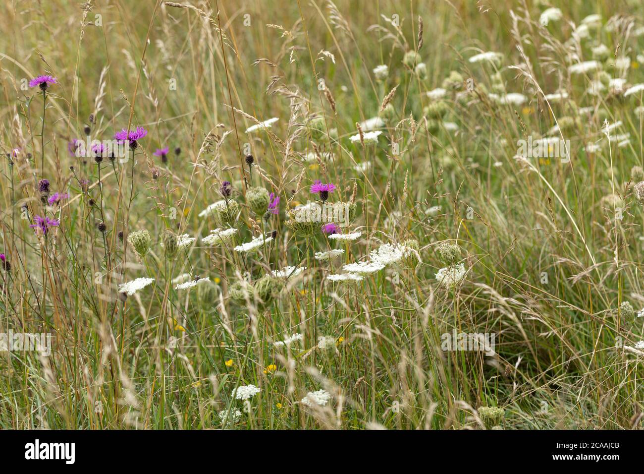 Nahaufnahme von Wildblumen auf Morgans Hill im August, Wiltshire, England, Großbritannien Stockfoto