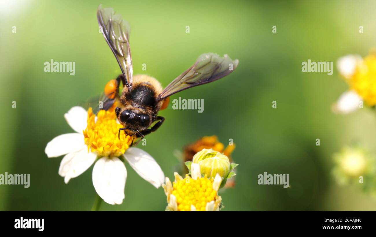 Bienen fliegen über eine Gänseblümchen, um Pollen zu finden, Makrofotografie dieses zerbrechlichen und liebenswürdigen Hymenoptera Insekts, Naturszene in den Gärten von Pai, Stockfoto