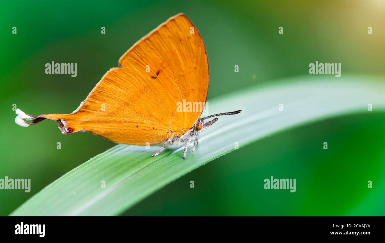 Niedlicher orangefarbener Schmetterling mit einem lustigen Schwanz auf einem grünen Blatt, graziöse und zerbrechliche Lepidoptera mit bunten Flügeln und weißem behaarten Körper Stockfoto