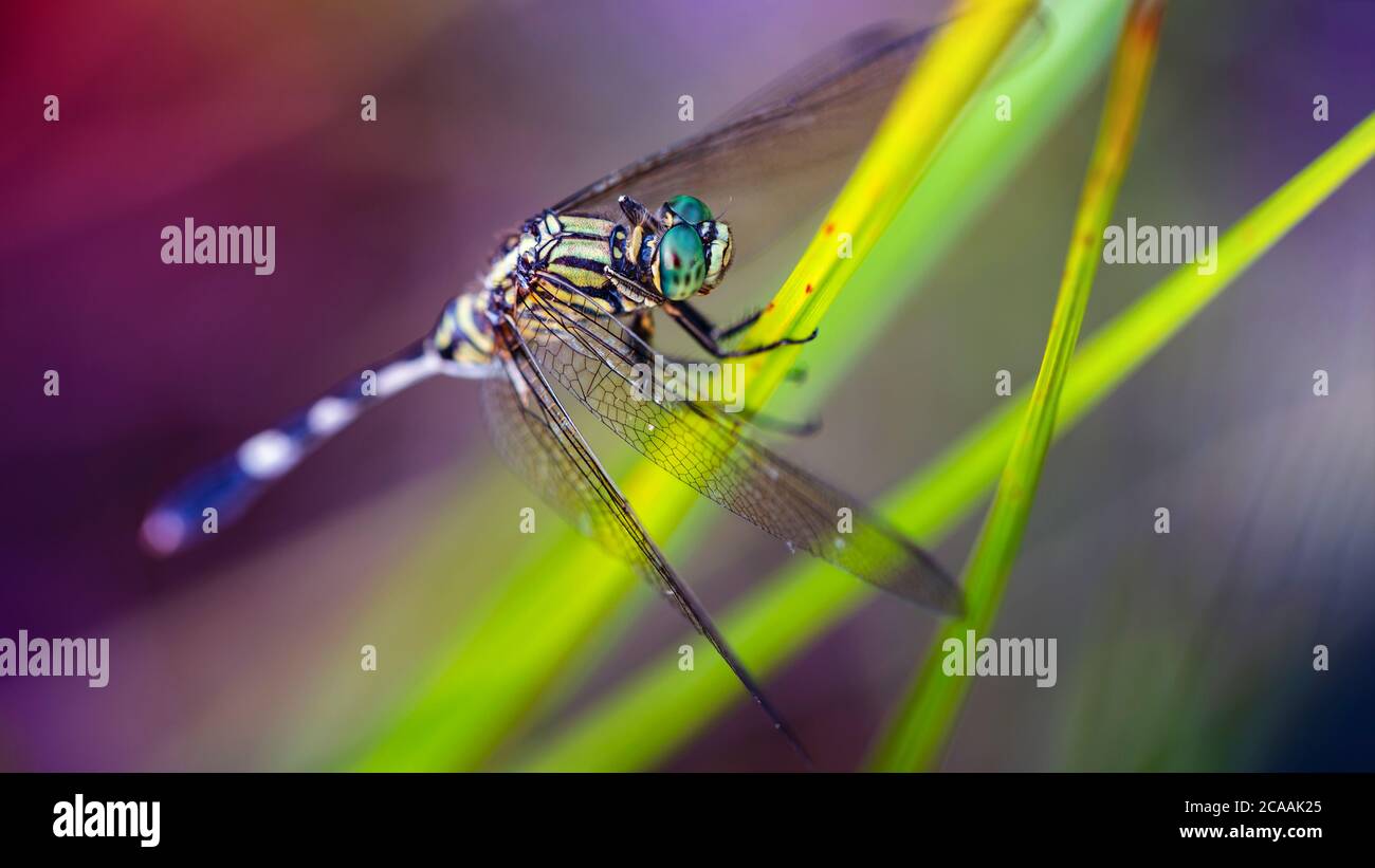 Bunte Libelle ruht auf einem Blatt, Makro-Foto von diesem zarten und anmutigen Odonata mit breiten Flügeln und großen bunten Augen facettiert. Stockfoto
