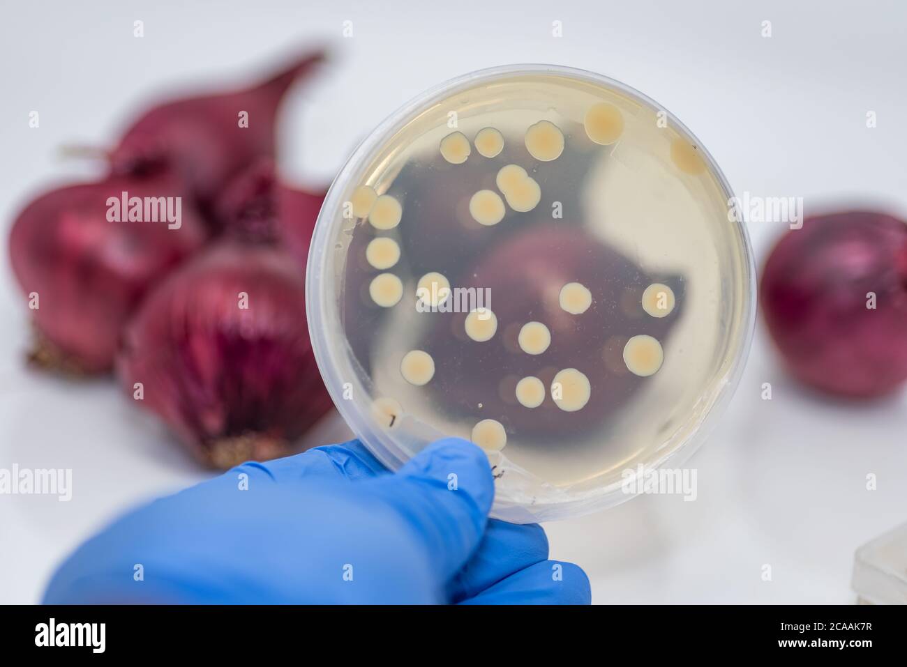 Pathogene E coli/Salmonellen-Kontamination in roten Zwiebeln, Kulturplatte zeigt Bakterienkolonie isoliert von kontaminierten roten Zwiebeln Stockfoto