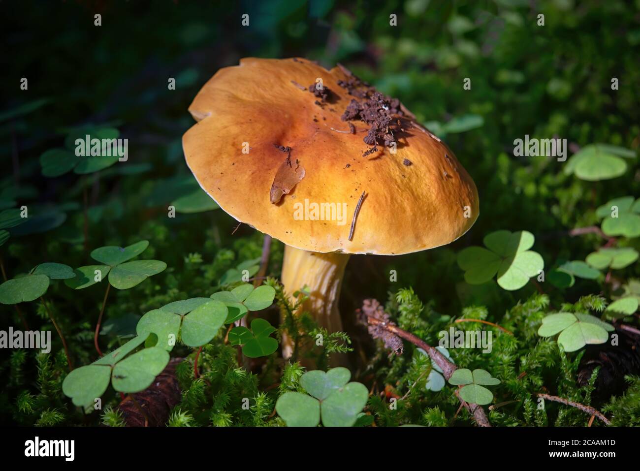 Einpilz Boletus edulis im Wald. Stockfoto