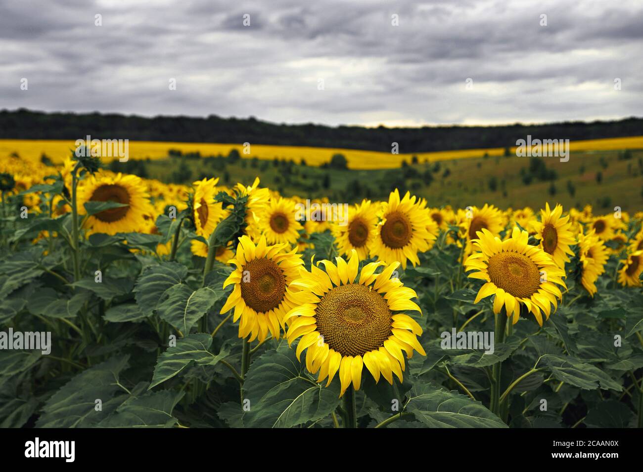 Sommer auf dem Sonnenblumenfeld. Landwirtschaft und ländliche Entwicklung Stockfoto