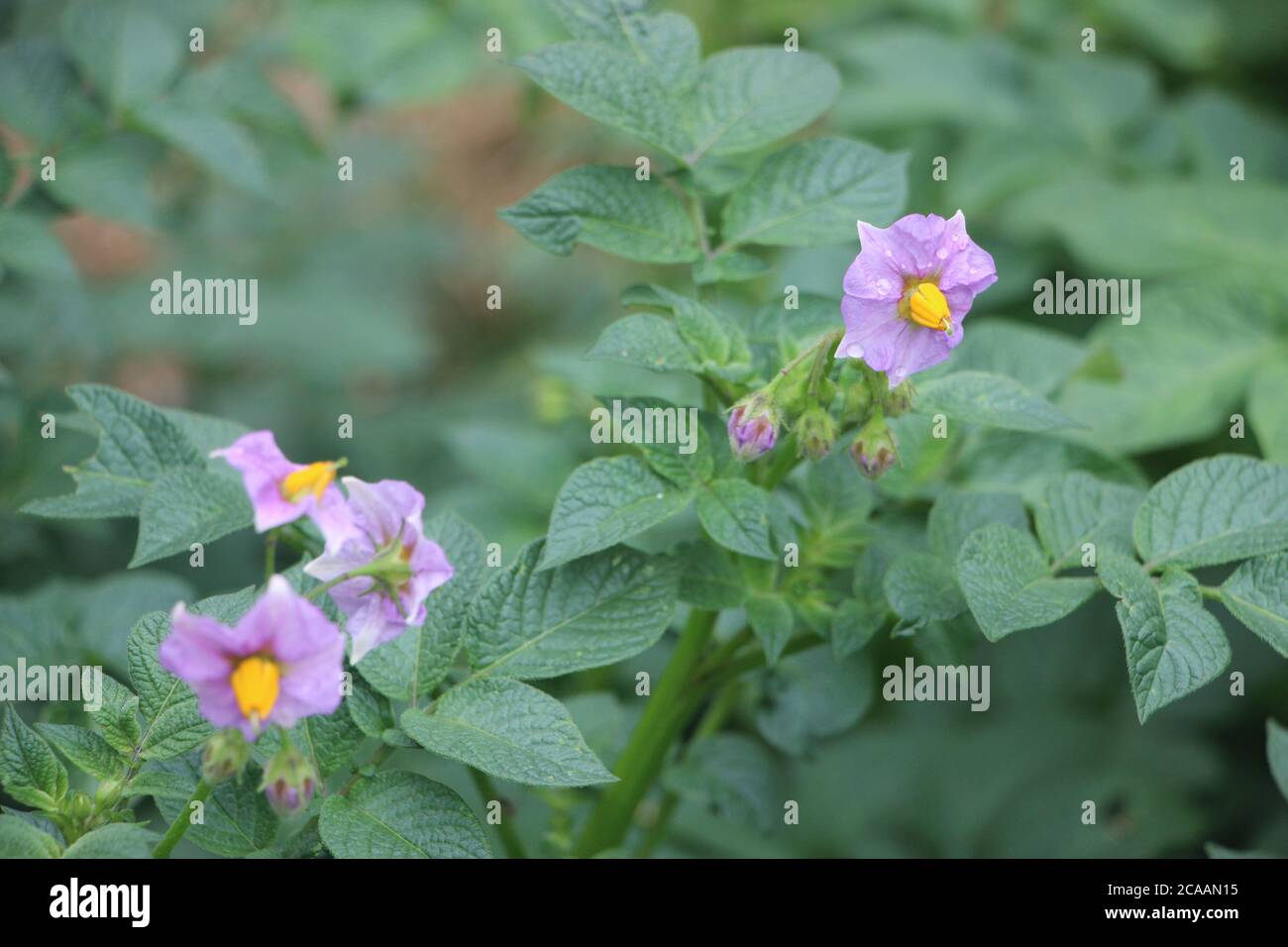 Ein Bild von Blumen von neuen Kartoffeln ist in einem Gemüsegarten Stockfoto