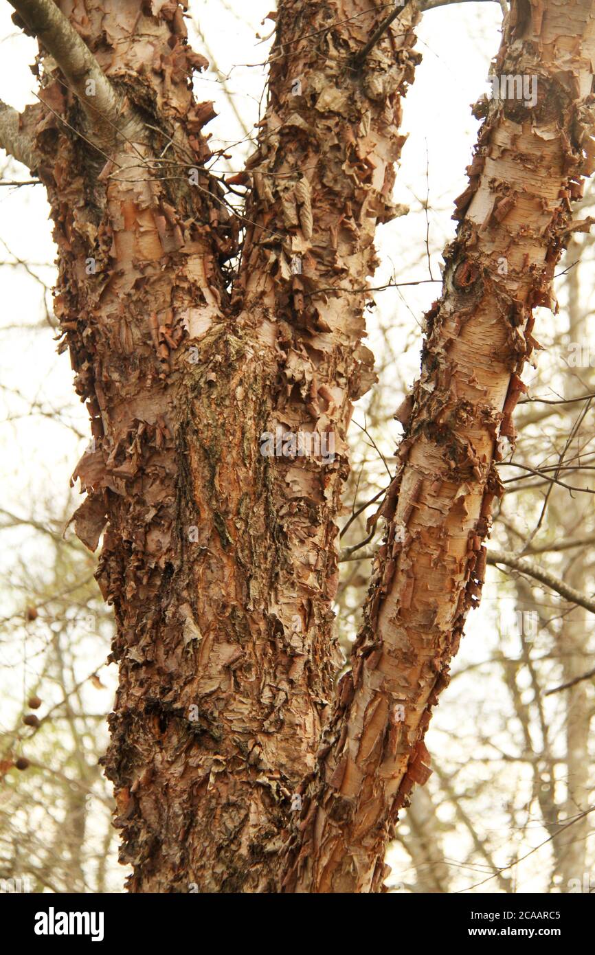 Nahaufnahme des Peelings der äußeren Rinde einer Flussbirke Stockfoto