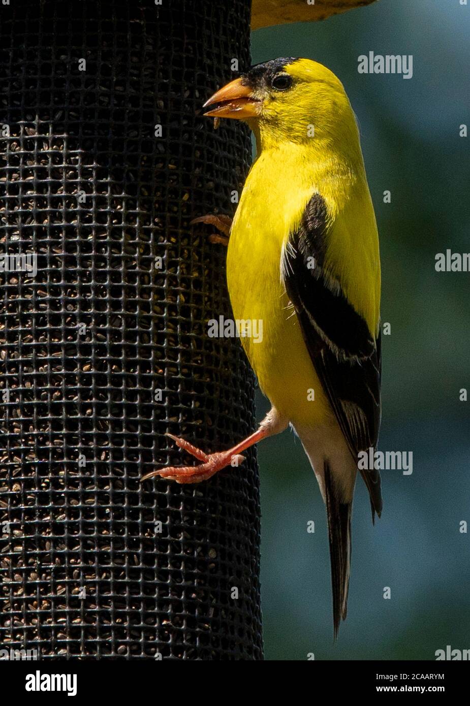 Guter Griff Stockfoto