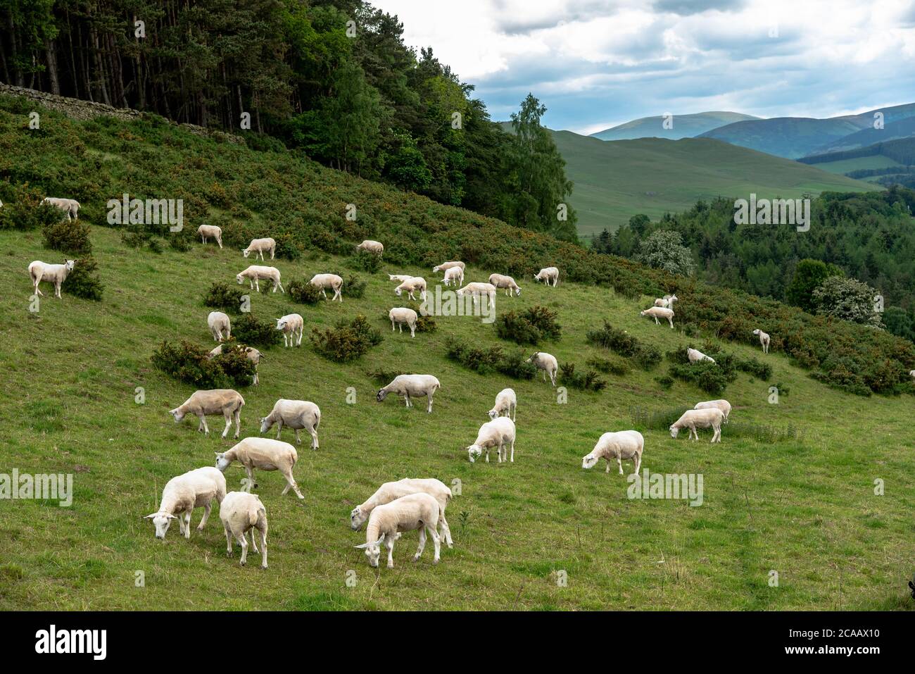 Schottische Grenze entlang der Route von Drovern seit Jahrhunderten verwendet. Stockfoto