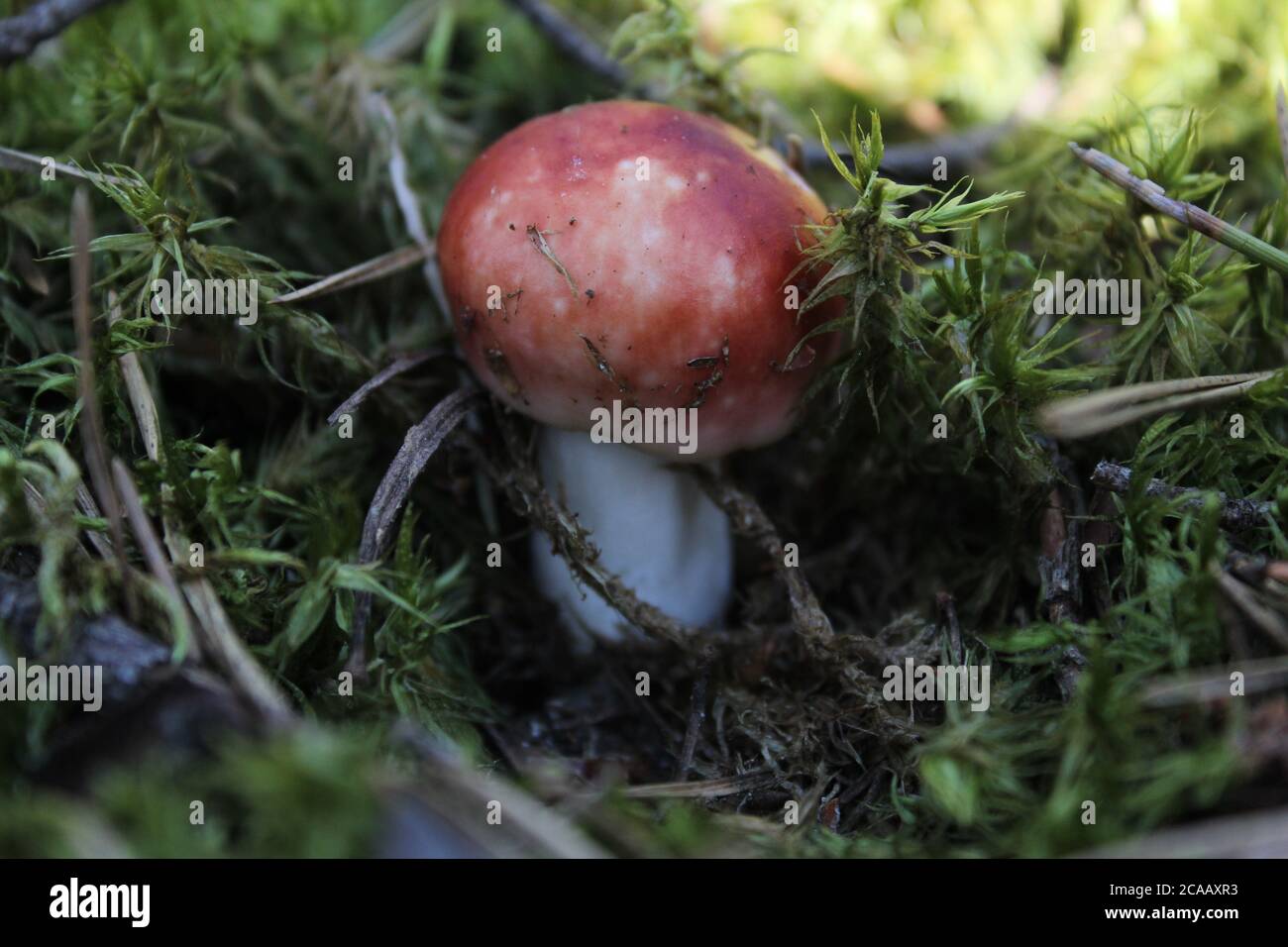Waldpilz boletus Russula wächst im Moos braun mit roter Kappe und weißem Stiel Wald Nahrung Umwelt eine gesunde Lebensweise Stockfoto