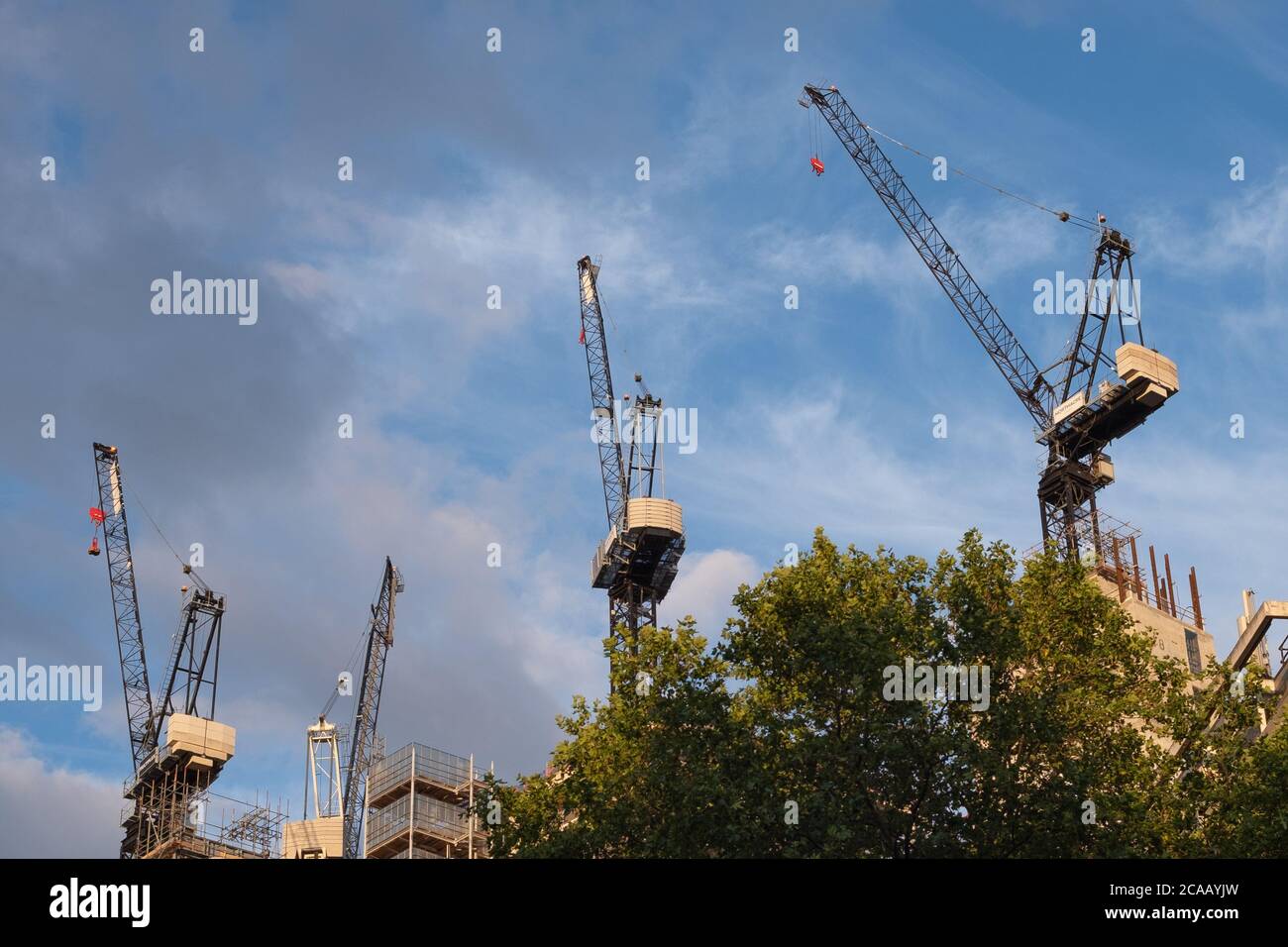 Drei Krane auf Hochhausbaustelle in London über einem Baum Stockfoto