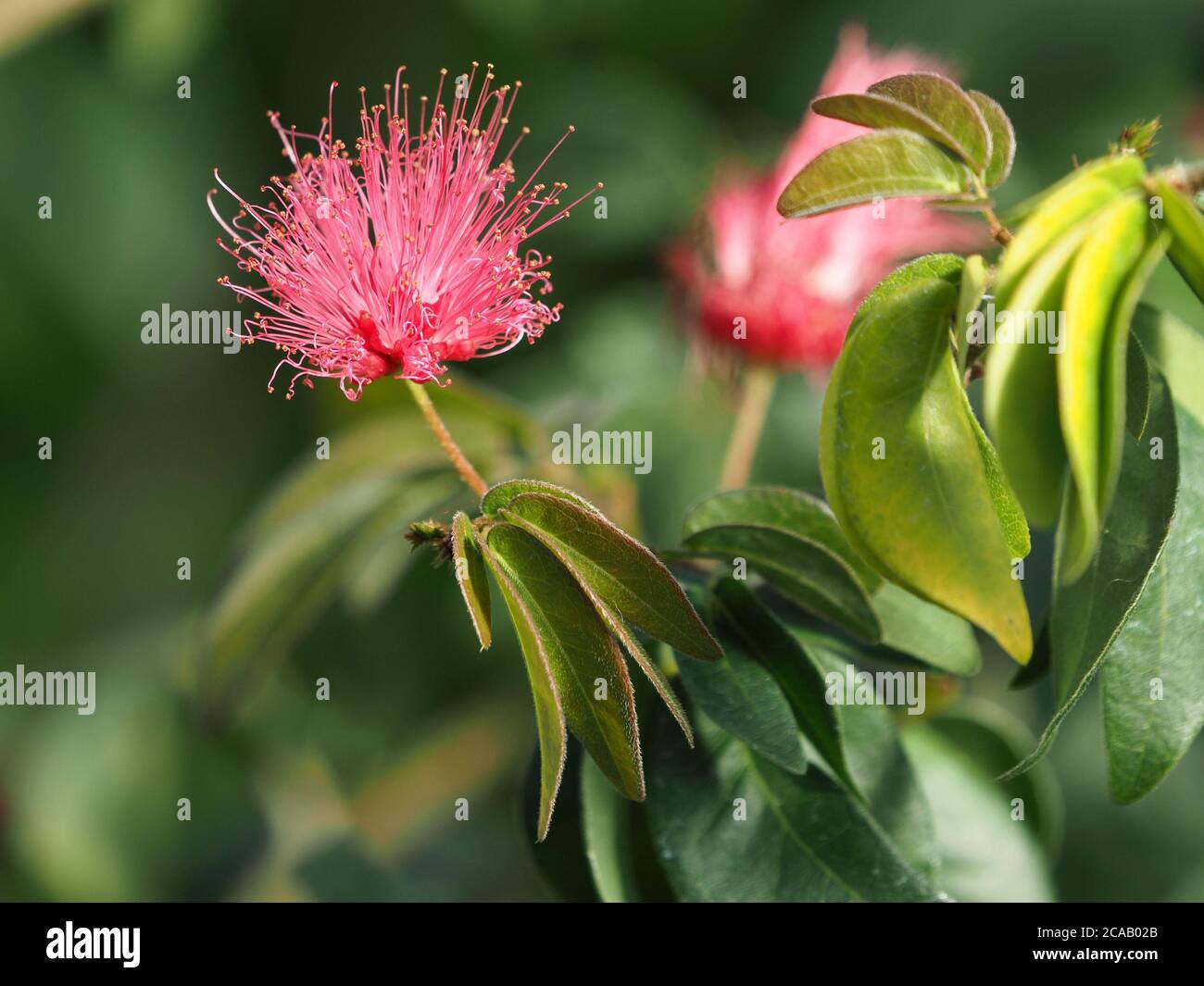 Rosa Puderblüte (Calliandra haematocephala) Eine heisse Pflanze mit charakteristischen Massen von rosa Staubgefäßen und Grüne bipinnately zusammengesetzte Blätter Stockfoto