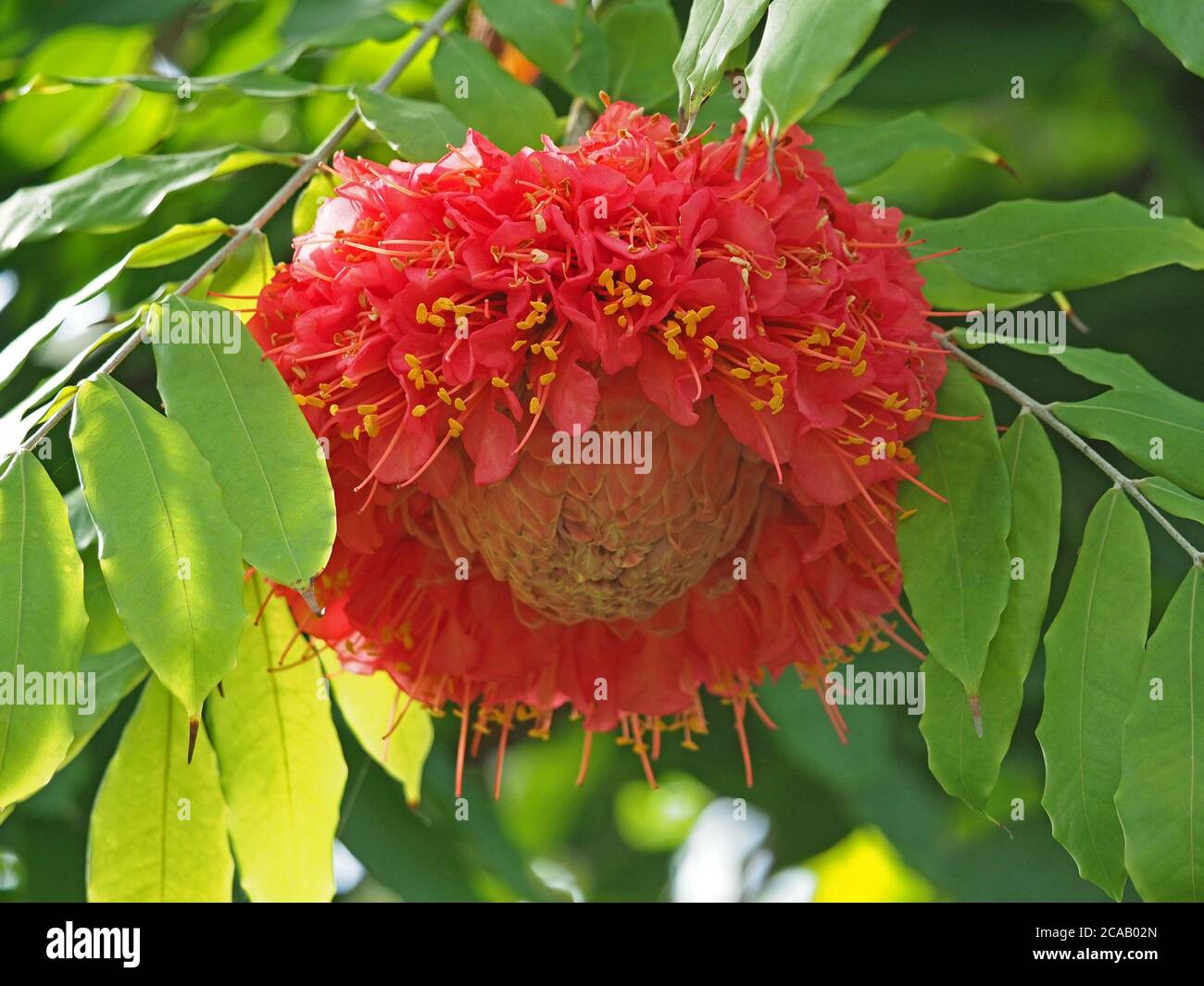 Exotische rosa rote zusammengesetzte Blume, die aus vielen kleinen Blumen besteht Mit gelben Anthern, die alle von den zentralen Knospen nach außen strahlen Tropischer Baum Stockfoto