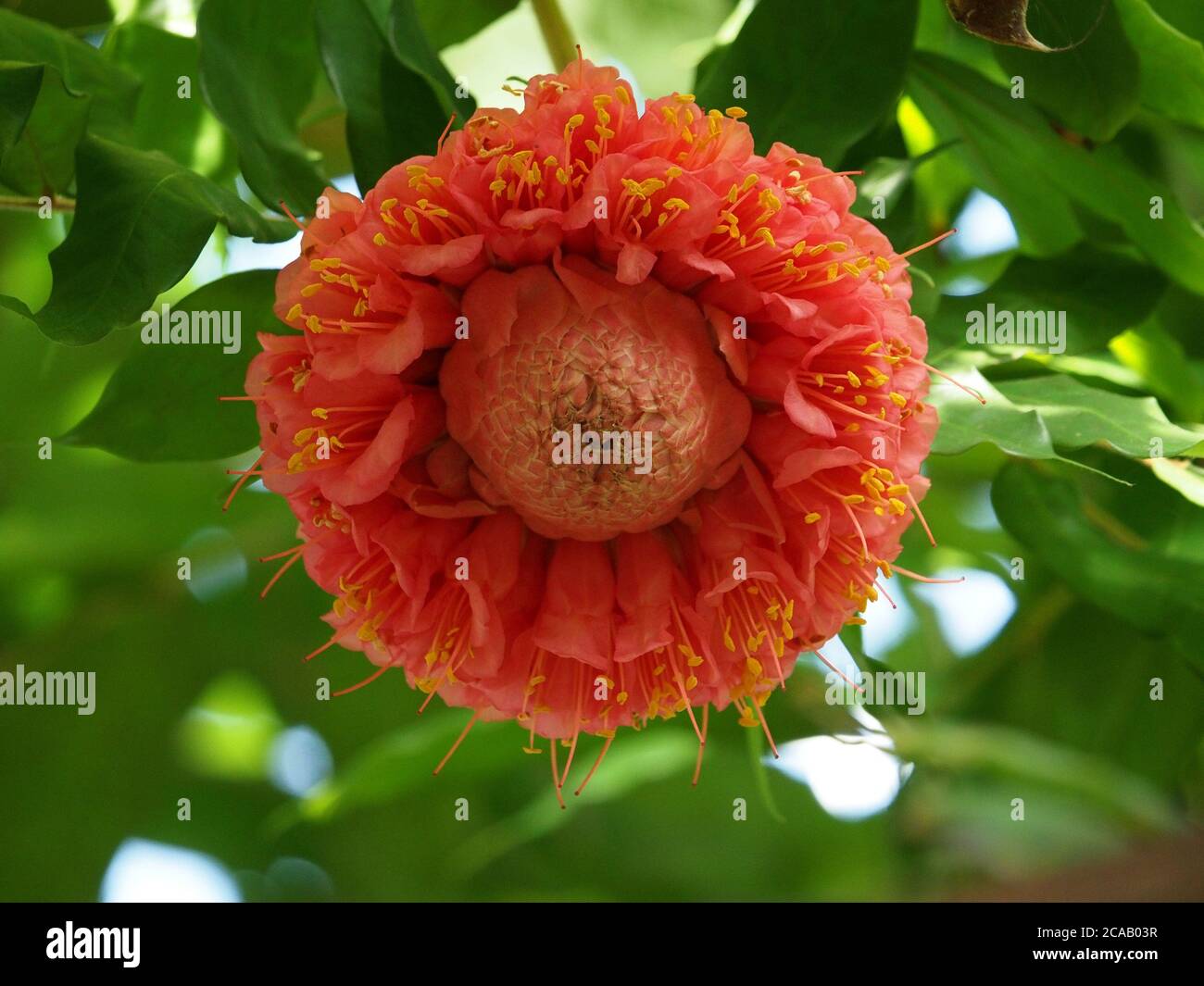 Exotische rosa rote zusammengesetzte Blume, die aus vielen kleinen Blumen besteht Mit gelben Anthern, die alle von den zentralen Knospen nach außen strahlen Tropischer Baum Stockfoto
