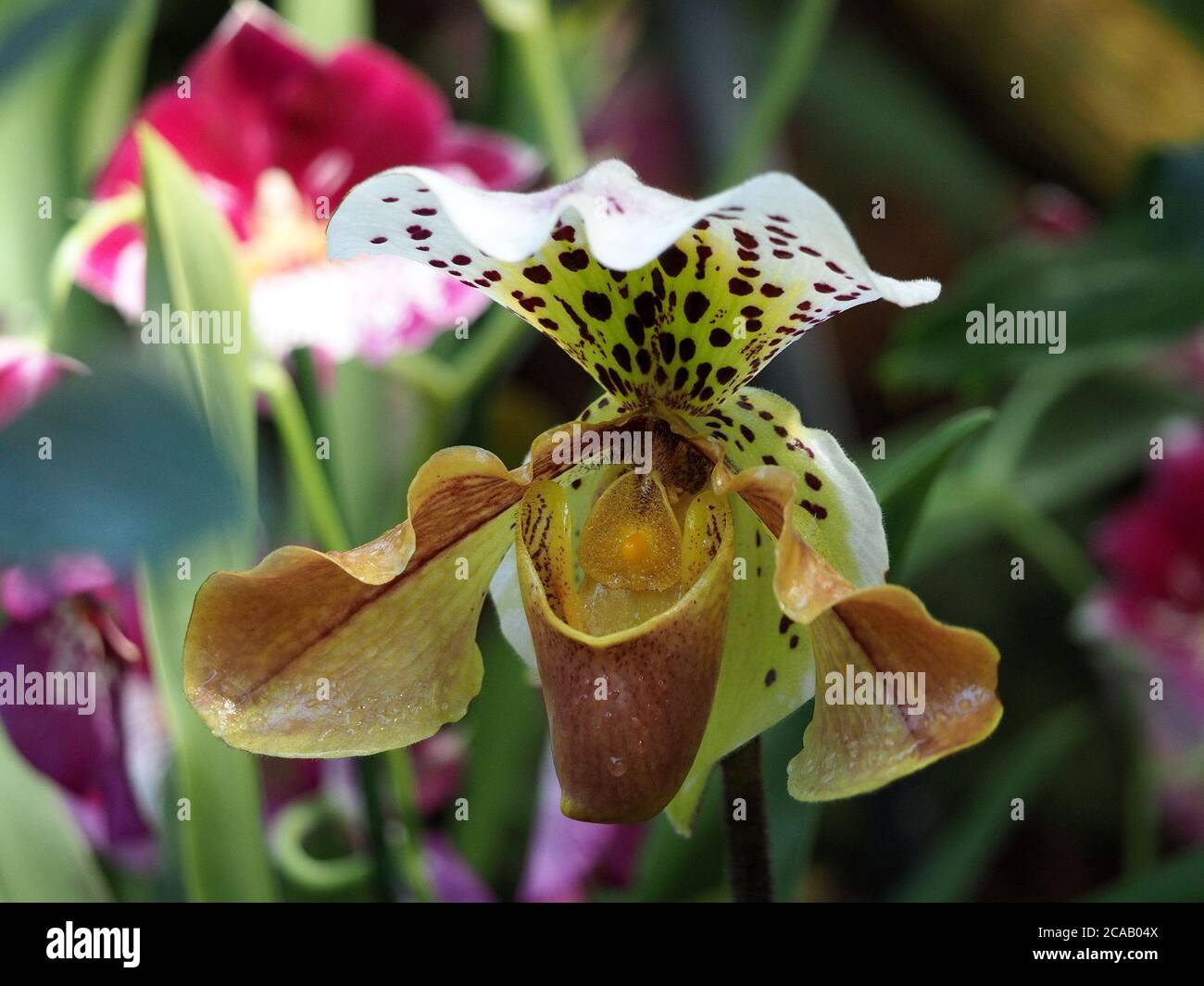 Exotische bunte Blume der tropischen Orchidee der Venus Pantoffel sp Paphiopedilum (Einer der Slipper oder Damen Slipper Familie - Cypripedioideae) Stockfoto