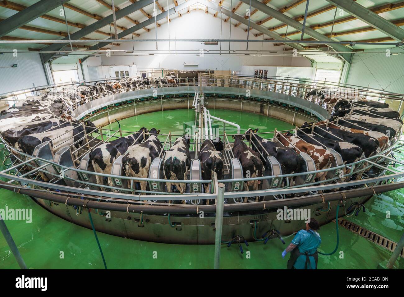 Kühe auf Rundrotiermaschine zum Melken in Milchviehbetrieben. Industrielle Milch- und Rinderproduktion. Stockfoto