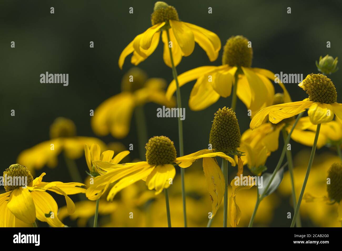 Nahaufnahme Cluster von kleinen gelben Koneblümchen Stockfoto
