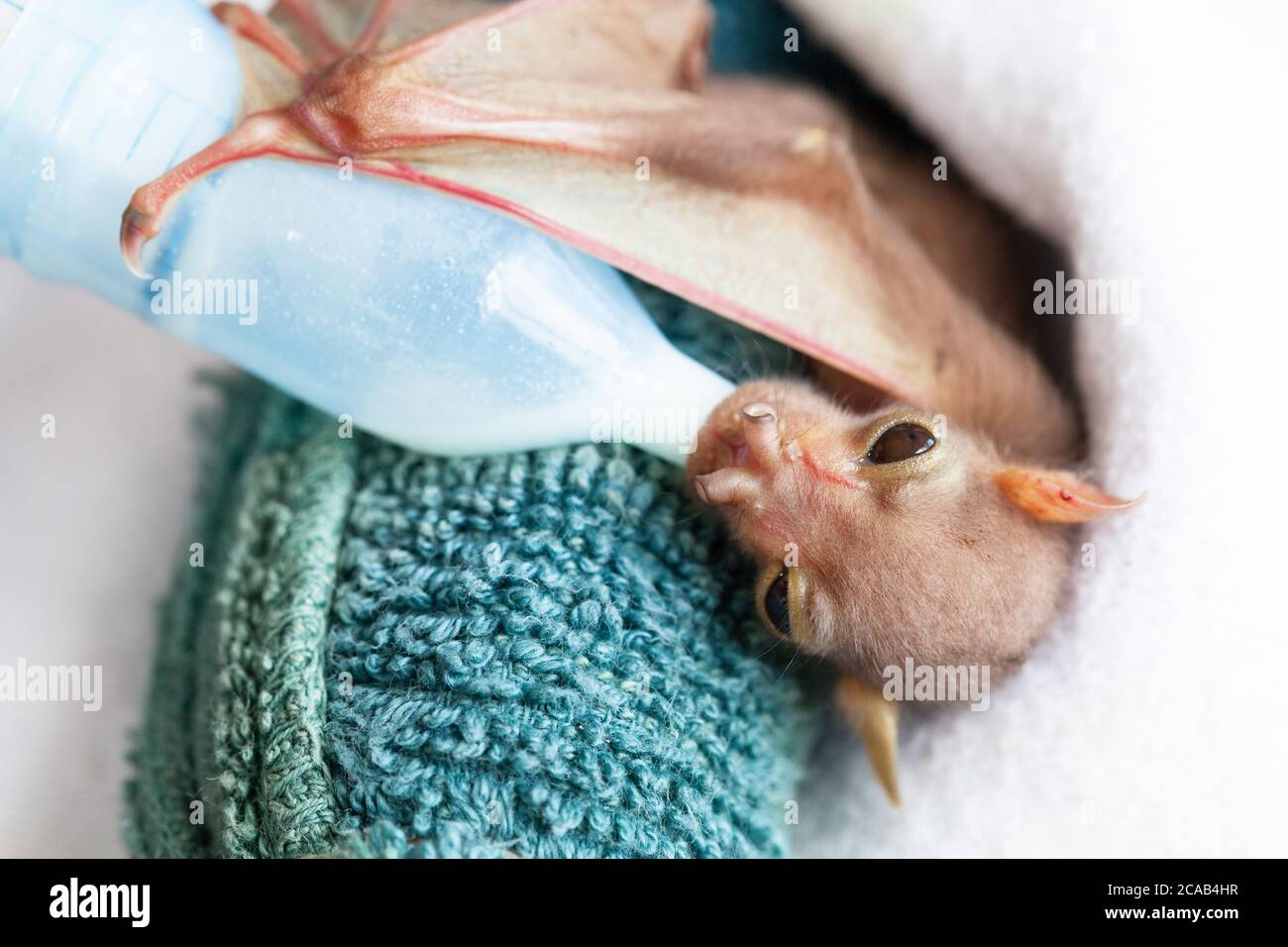 Waisenkind Eastern Tube-nosed bat (Nyctimene robinsoni). 7 Tage alt, gefüttert Milchaustauscher. November 2015. Cooya Beach. Queensland. Australien Stockfoto