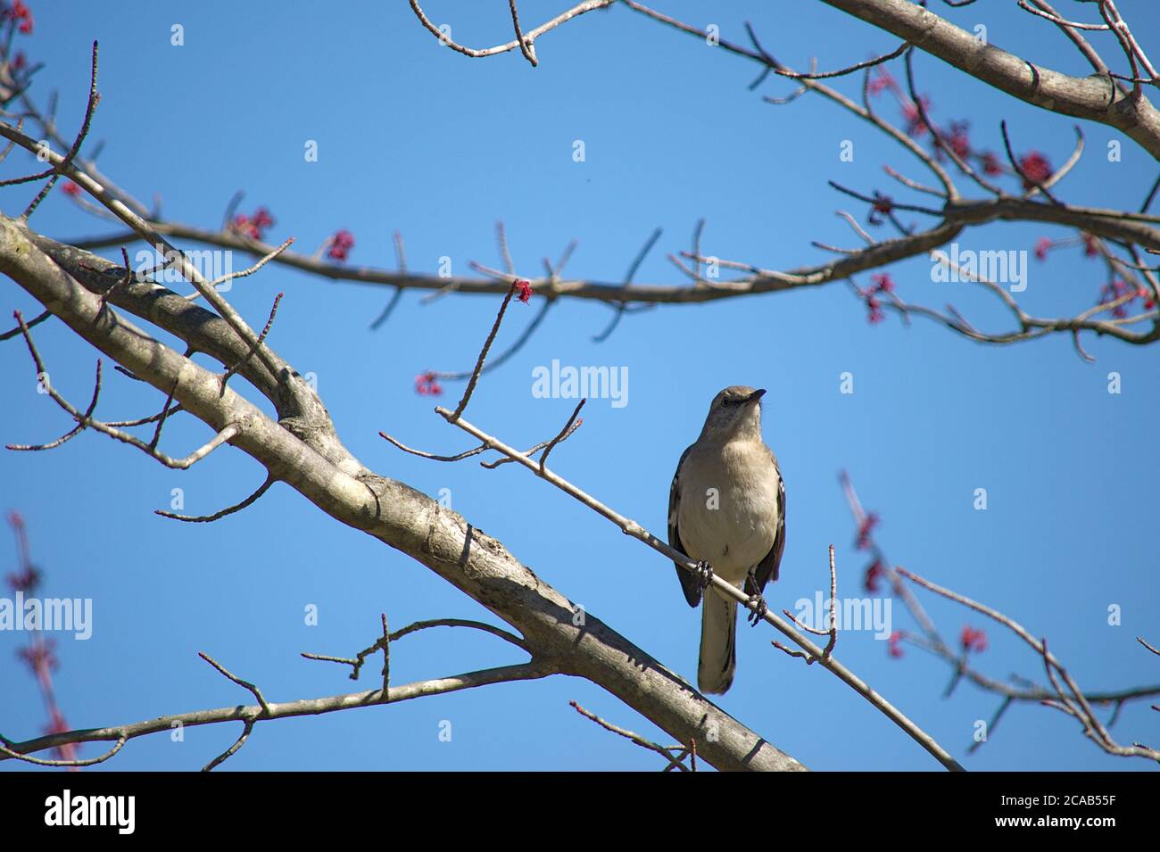 Männliche Mocking Vogel in Baum Blatt Knospen Vorderansicht thront Stockfoto