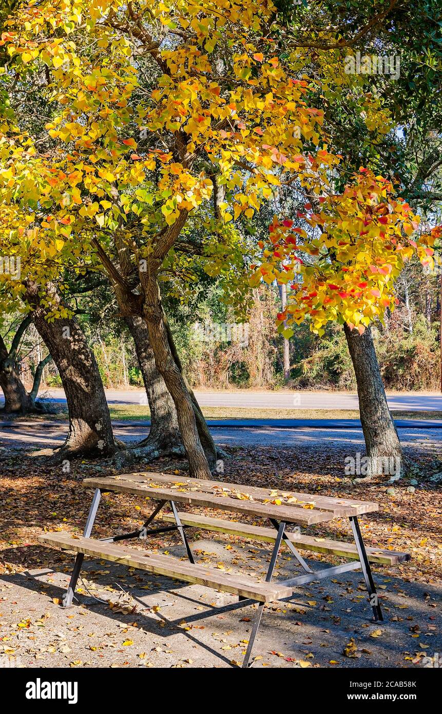 Herbstblätter fallen auf einen Picknicktisch am Cadillac Square, 23. November 2012, auf Dauphin Island, Alabama. Stockfoto