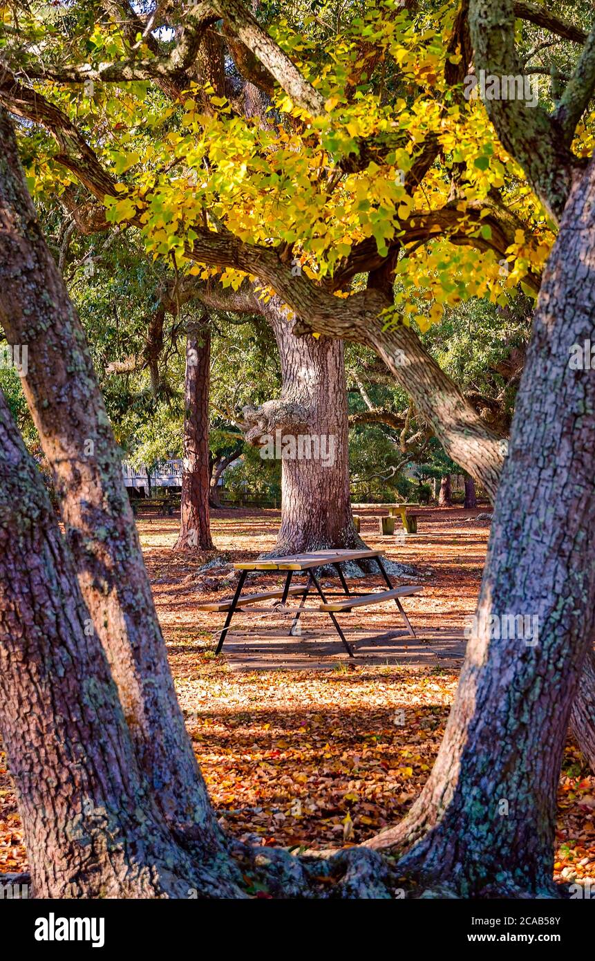 Ein Picknicktisch wird von Bäumen im Cadillac Square, 23. November 2012, in Dauphin Island, Alabama, geschützt. Stockfoto